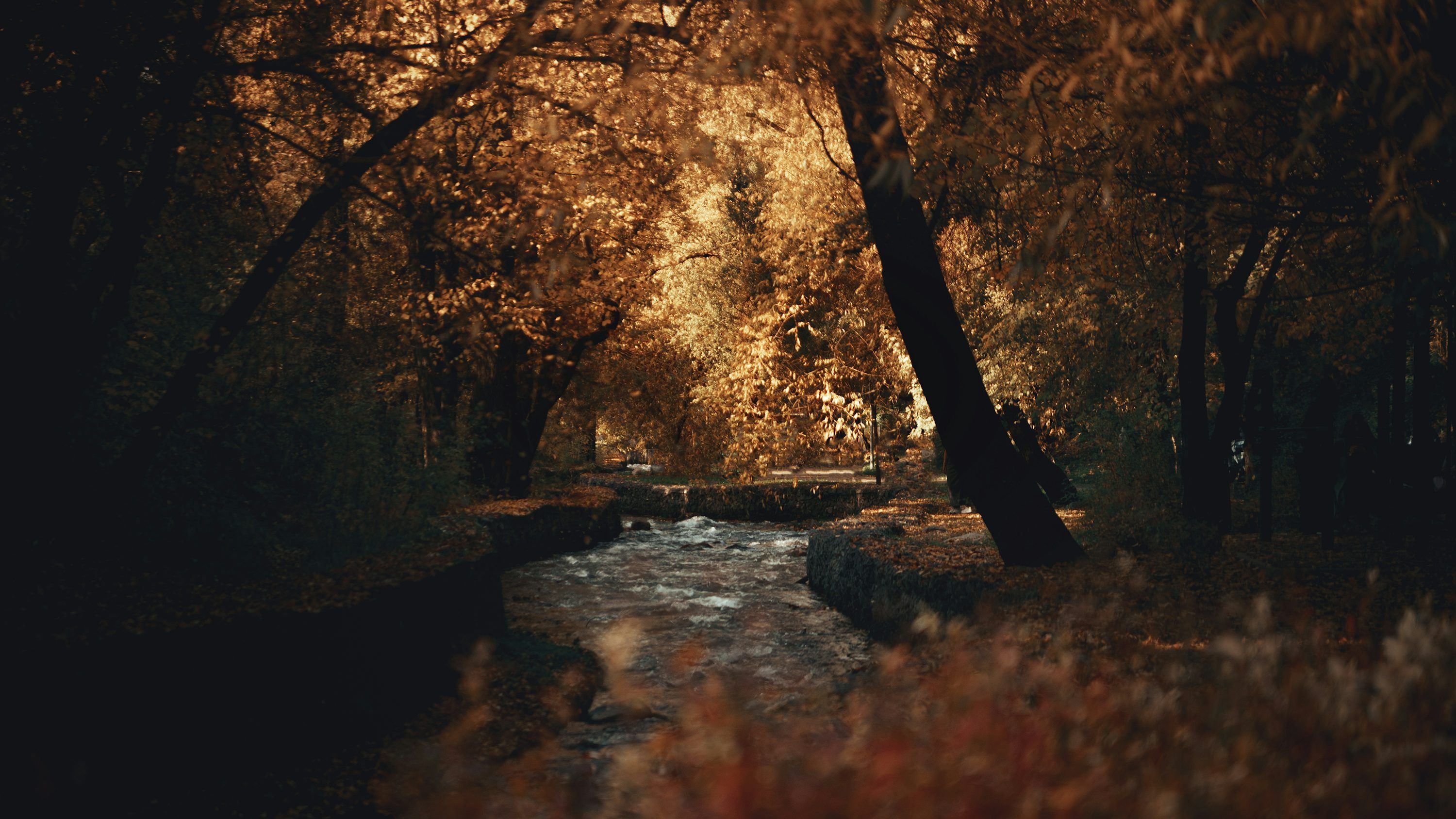 3000x1688 Dark Autumn Picture. Download Free Image