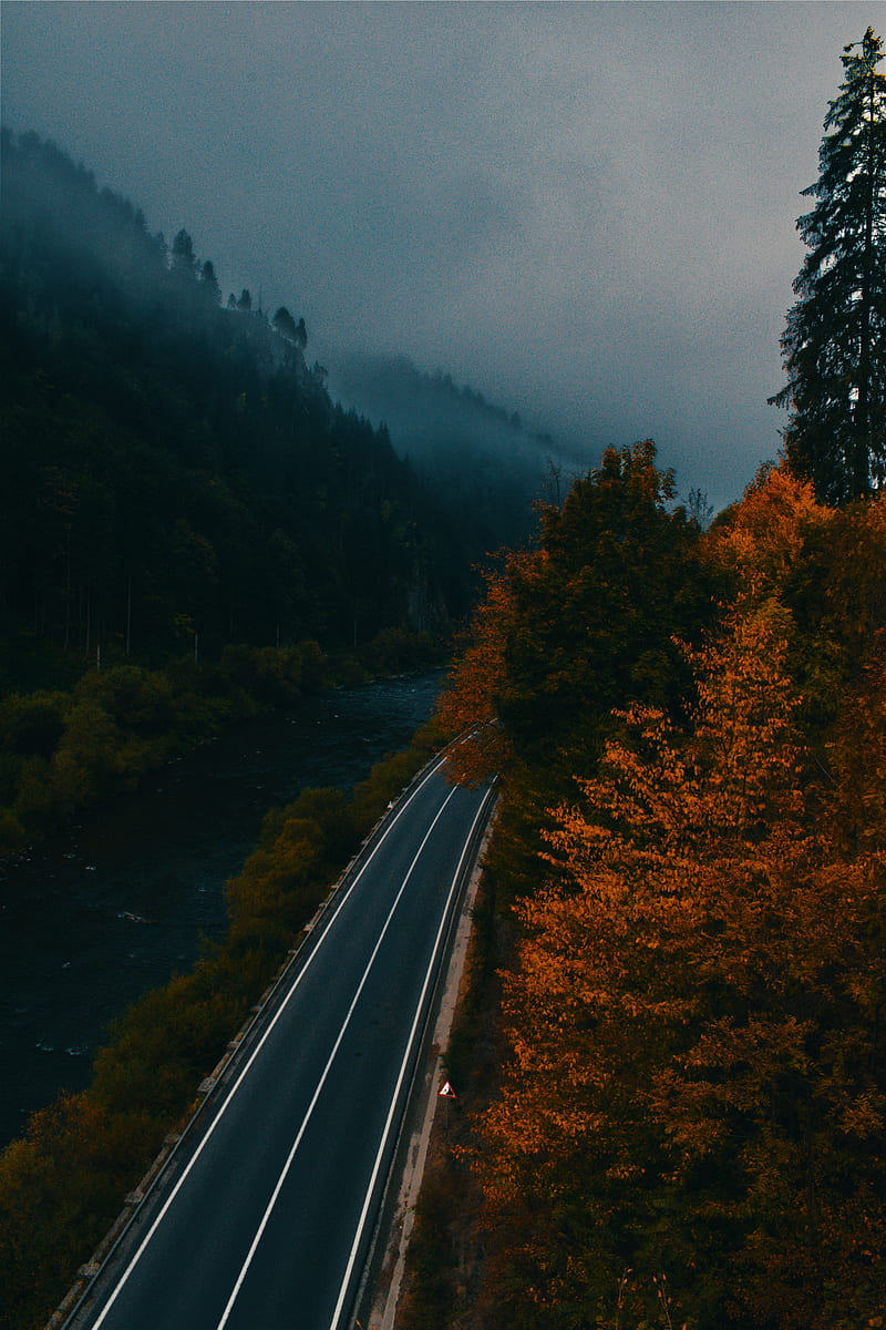 800x1200 Fall forest, dark, forest, HD phone wallpaper