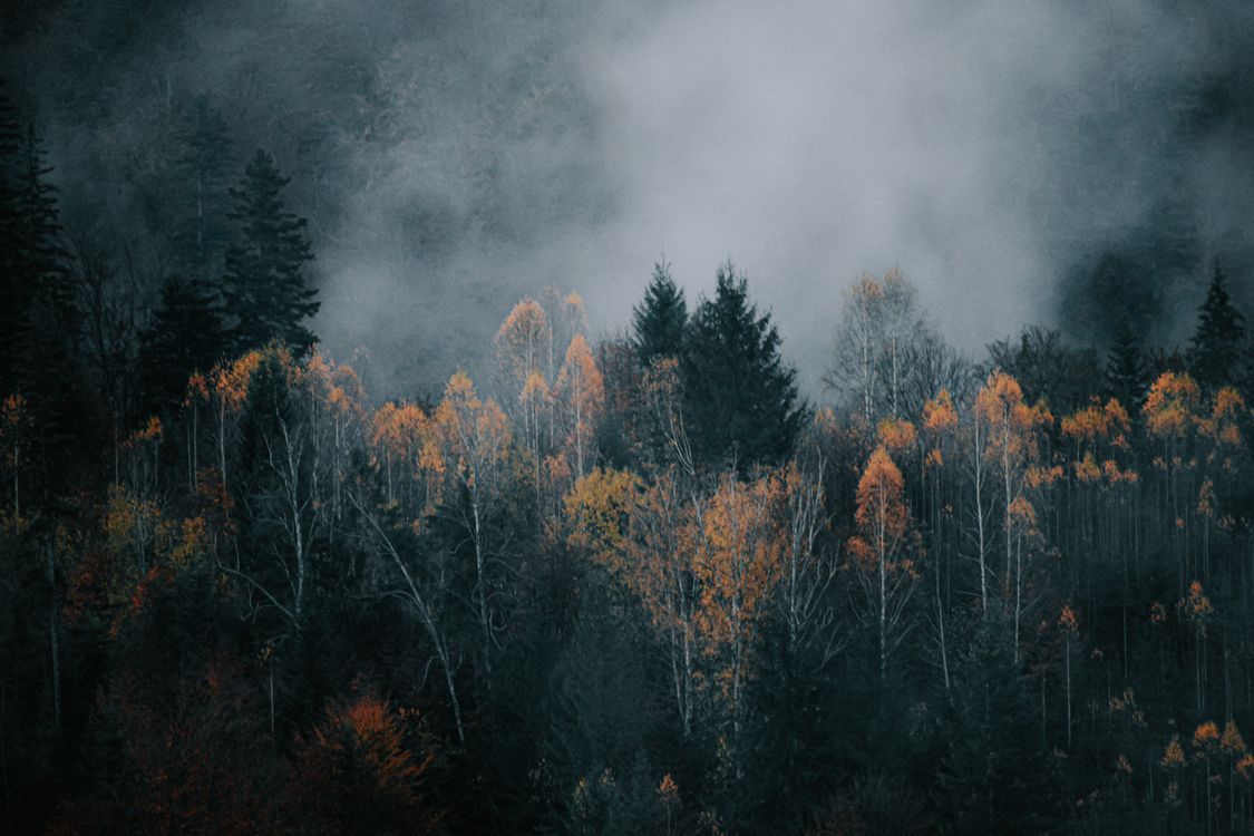 1125x750 Fog over dark autumn forest · Free