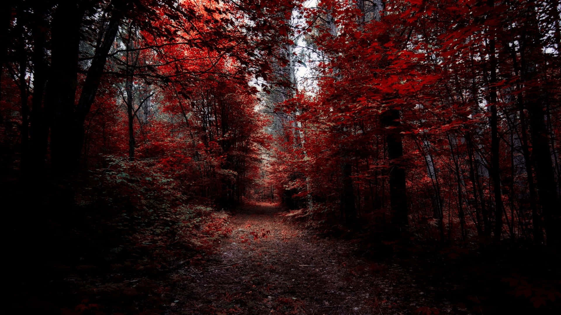 1920x1080 Download Crimson_ Forest_ Pathway_ Dark_ Fall_ Aesthetic Wallpaper