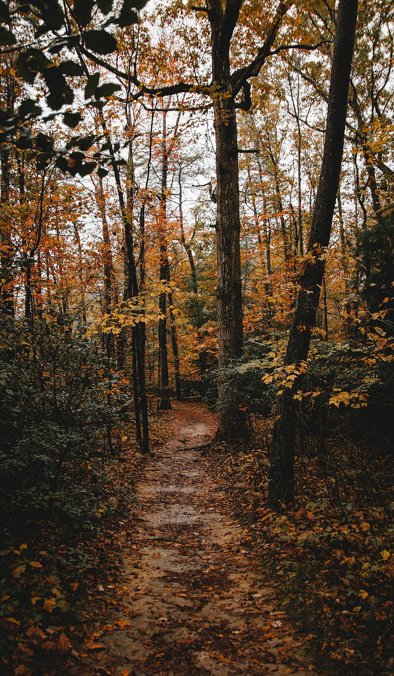 800x1371 HD dark wood autumn wallpaper