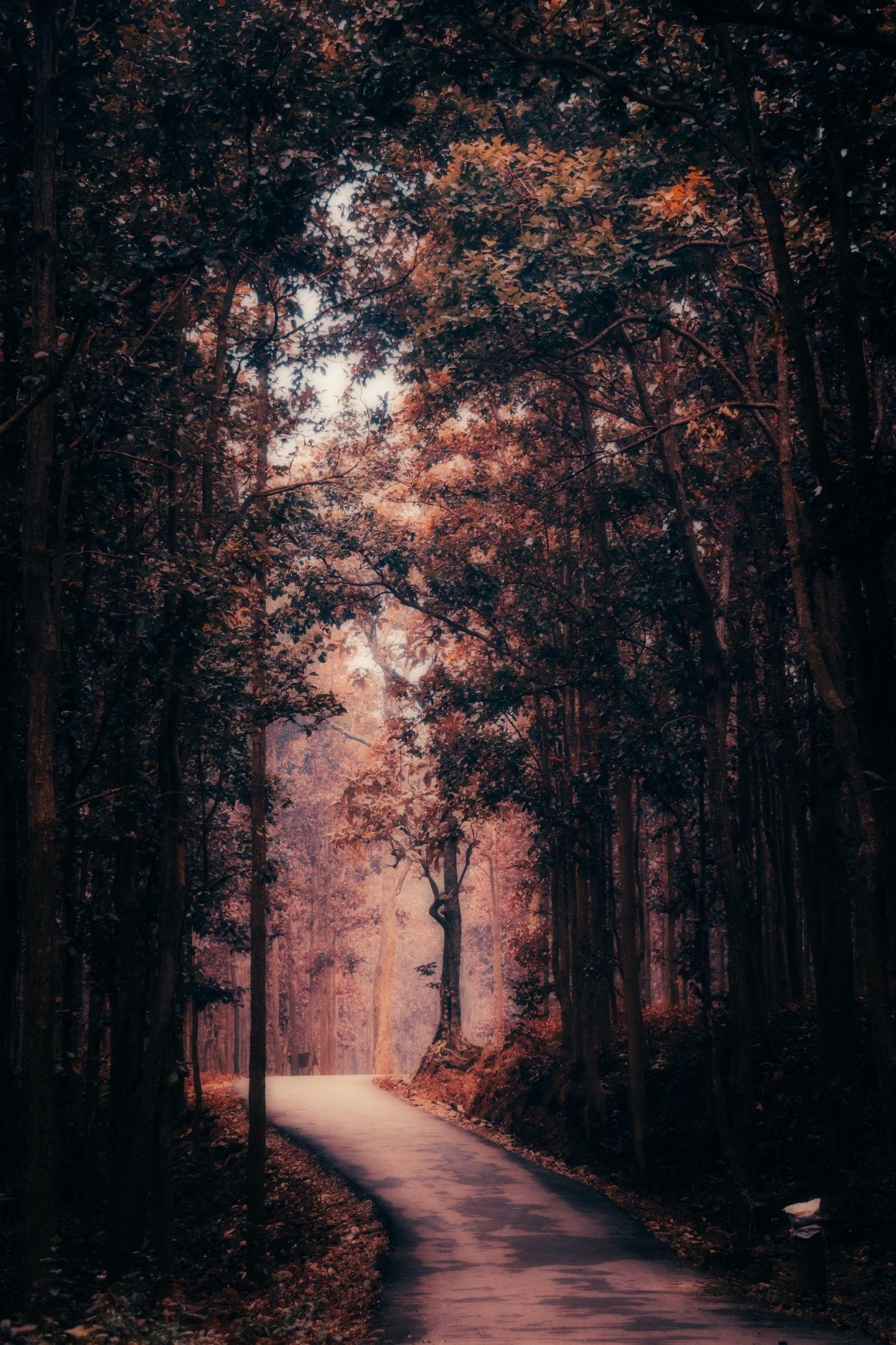 1440x2160 Dark Autumn iPhone Wallpaper