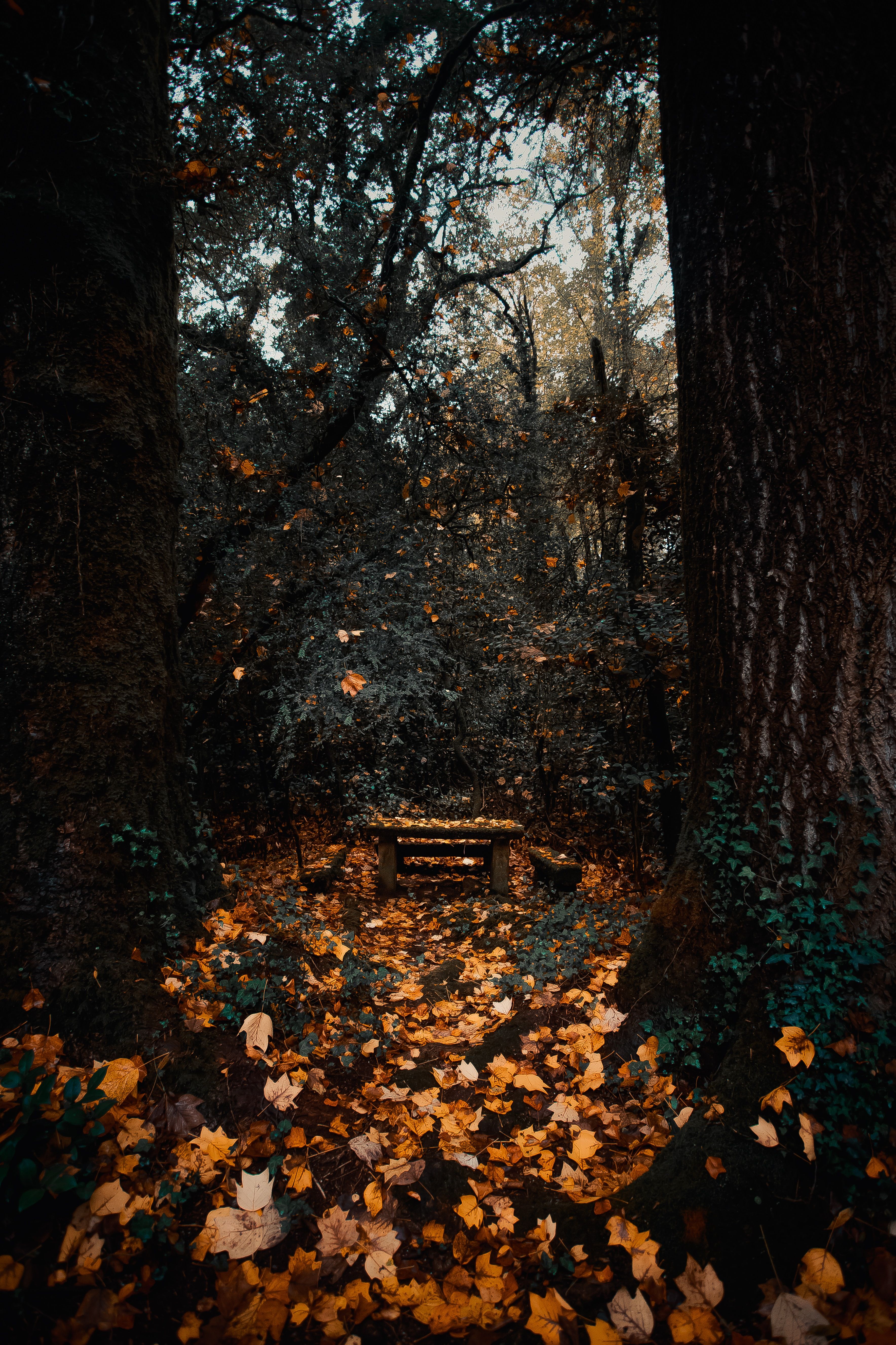 3537x5305 Wallpaper Woodland, Sky, Forest, Autumn, Deciduous, Background Free Image