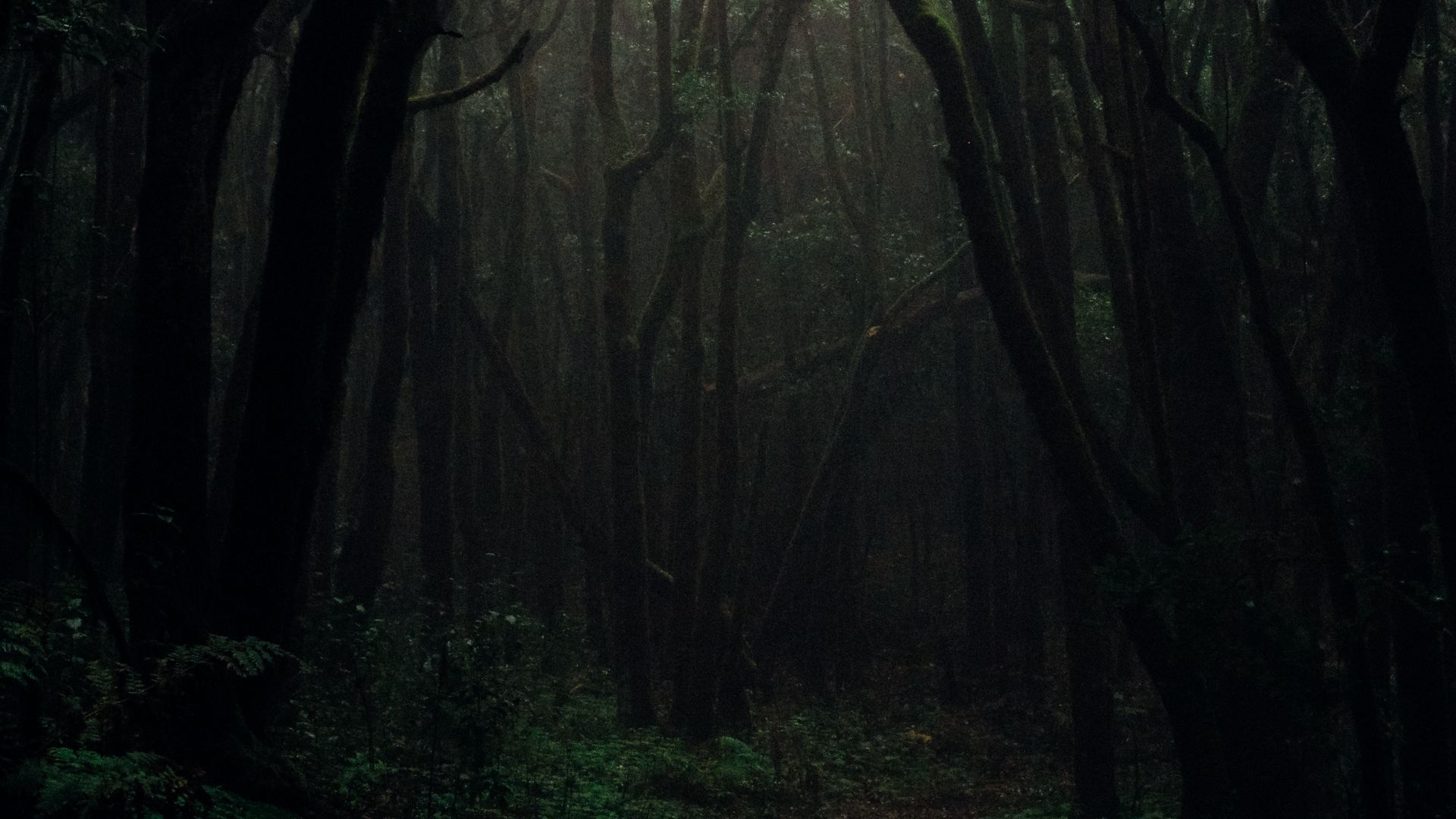 1920x1080 Download wallpaper 1920x1080 forest, fog, trees, branches, autumn, dark, gloomy full hd, hdtv, fhd, 1080p HD background