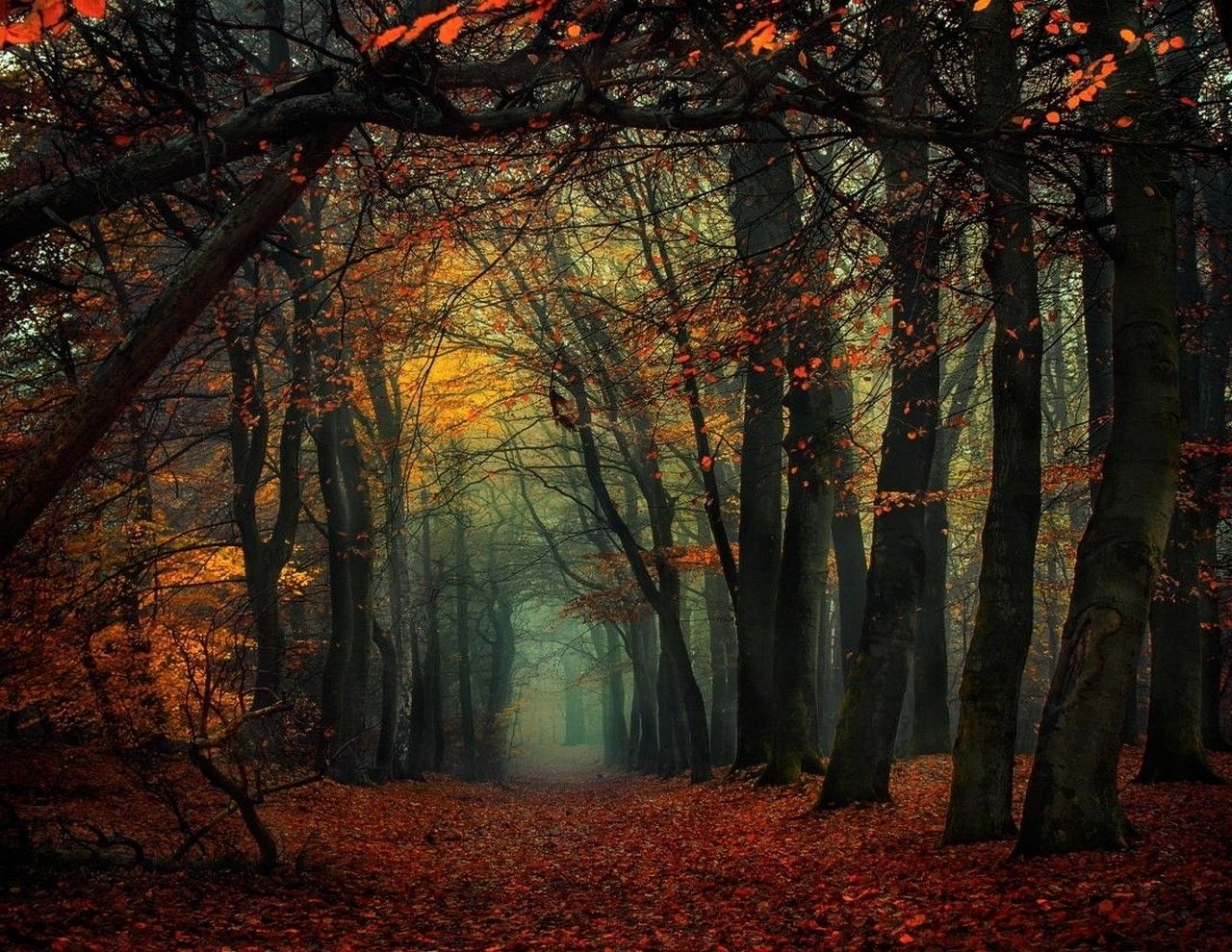 1280x990 forest, Mist, Fall, Leaves, Trees, Path, Nature, Landscape Wallpaper HD / Desktop and Mobile Background