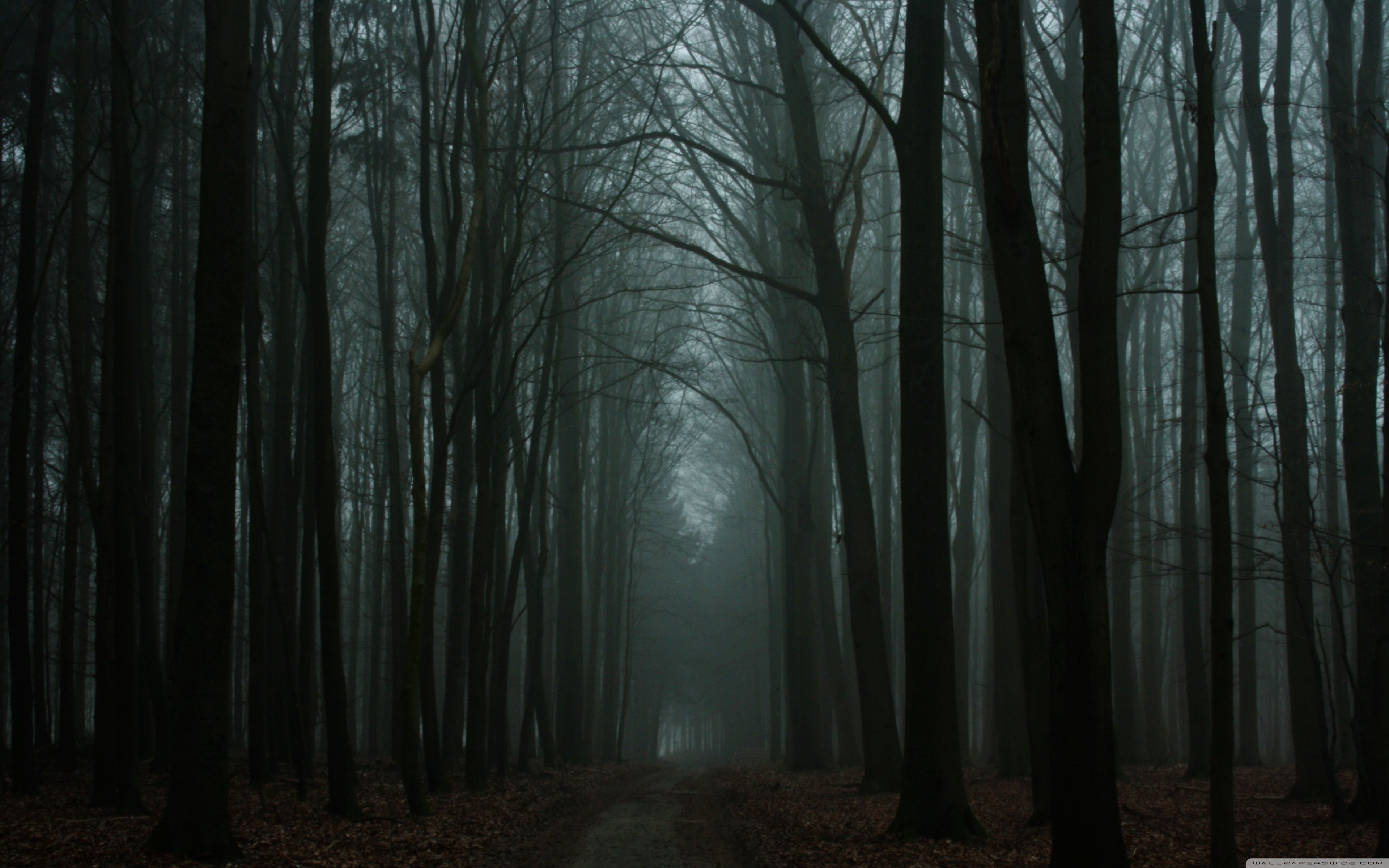 3840x2400 Dark Autumn Woods 4K UHD Wallpaper for UltraHD Desktop and TV : Widescreen and UltraWide Display : Smartphone and Tablet Devices