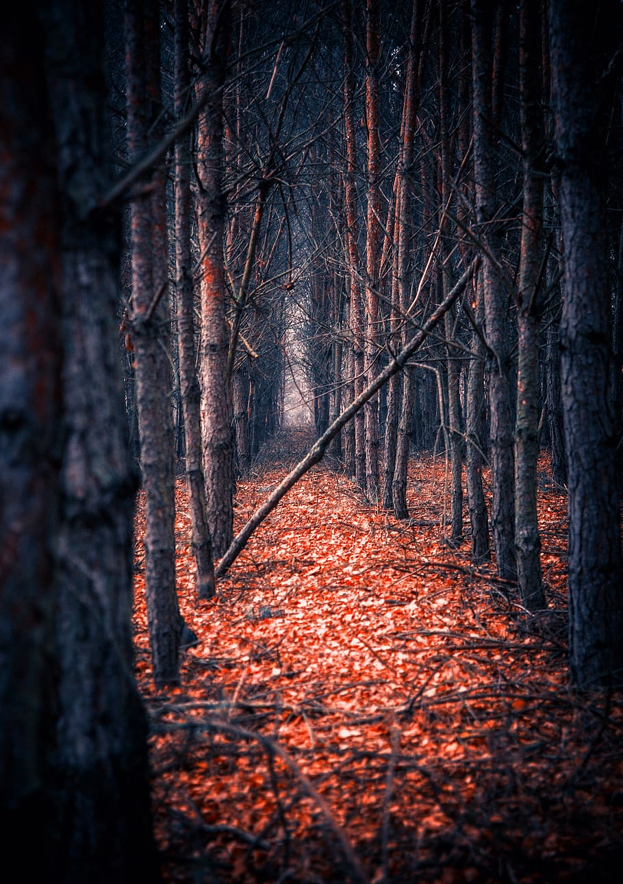 910x1291 HD wallpaper: tree, forest, foliage, mood, atmosphere, forests, in the fall