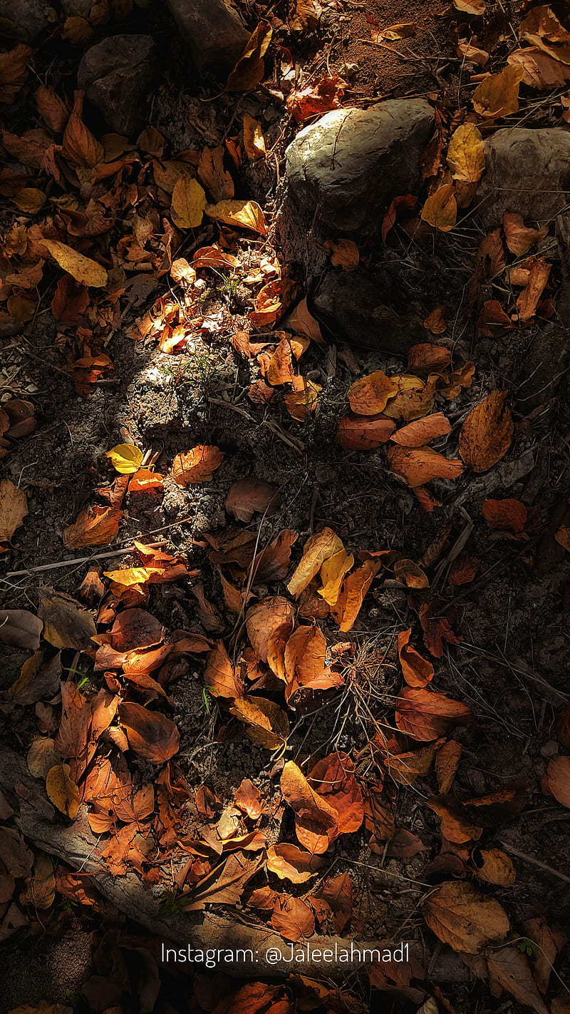 800x1422 FALL, autumn, autumn, dark, fall leaves, jaleelahmad leaves, nature, sad, yellow leaves, HD phone wallpaper