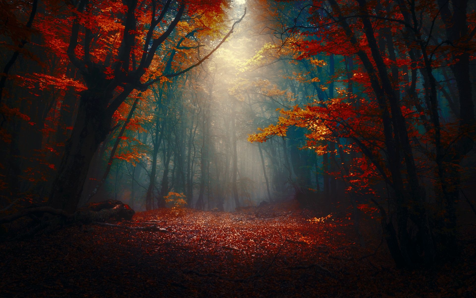 1920x1204 Misty Autumn Forest: HD Fall Fog Wallpaperx1204