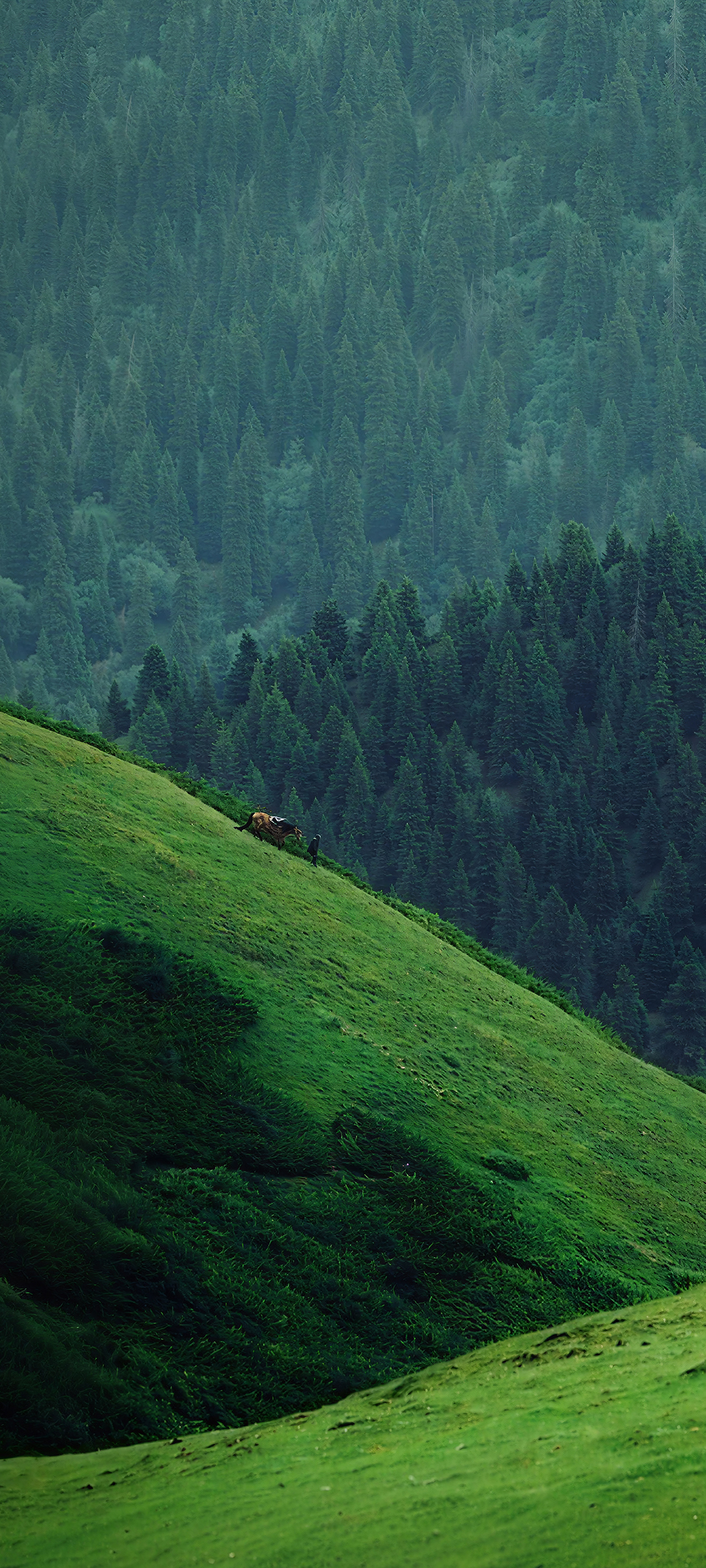 1440x3200 HyperOS 4 Stock Wallpaper