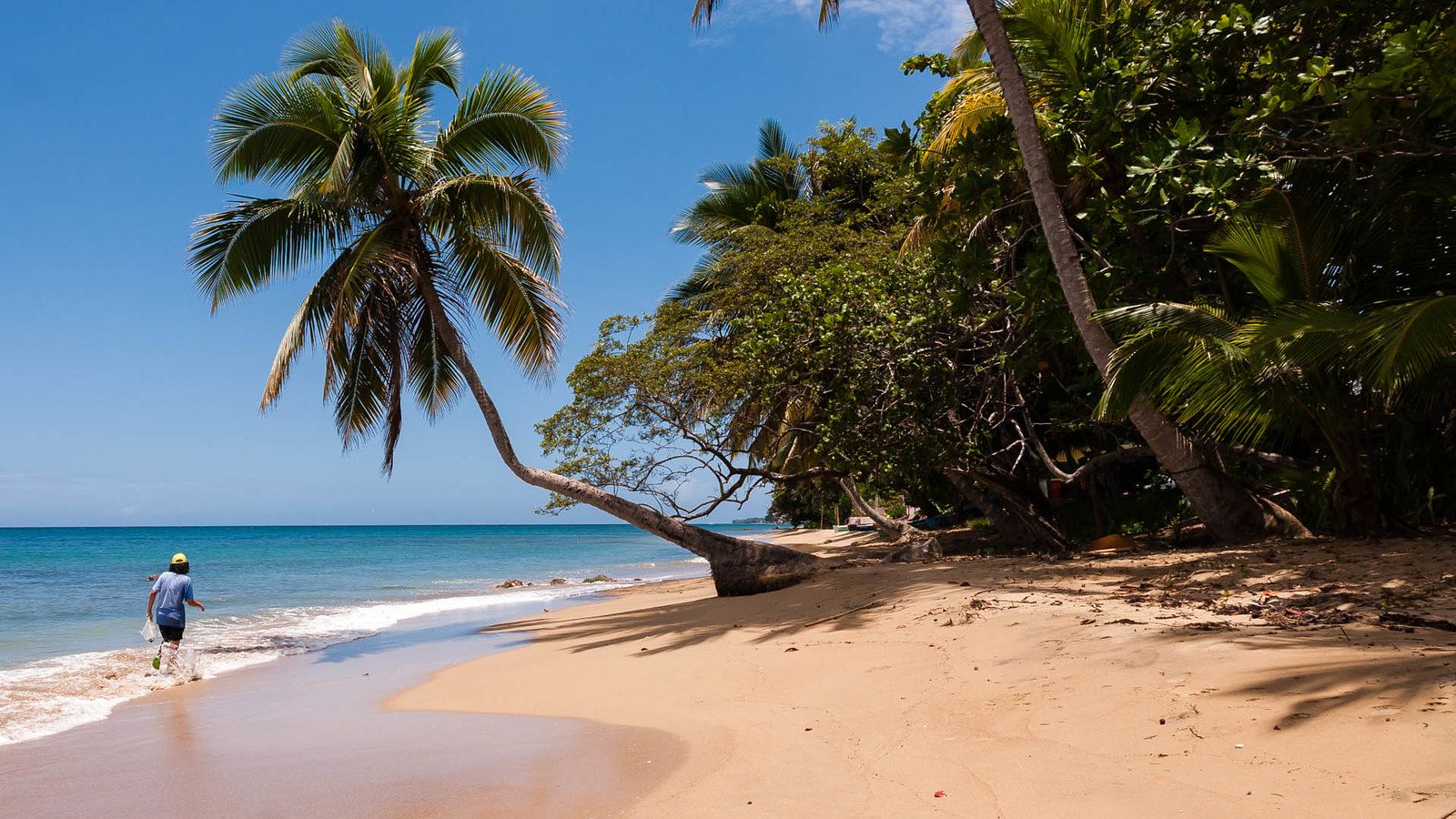 1600x900 Bended Palm tree. Barrero beach Rincon, Puerto Rico