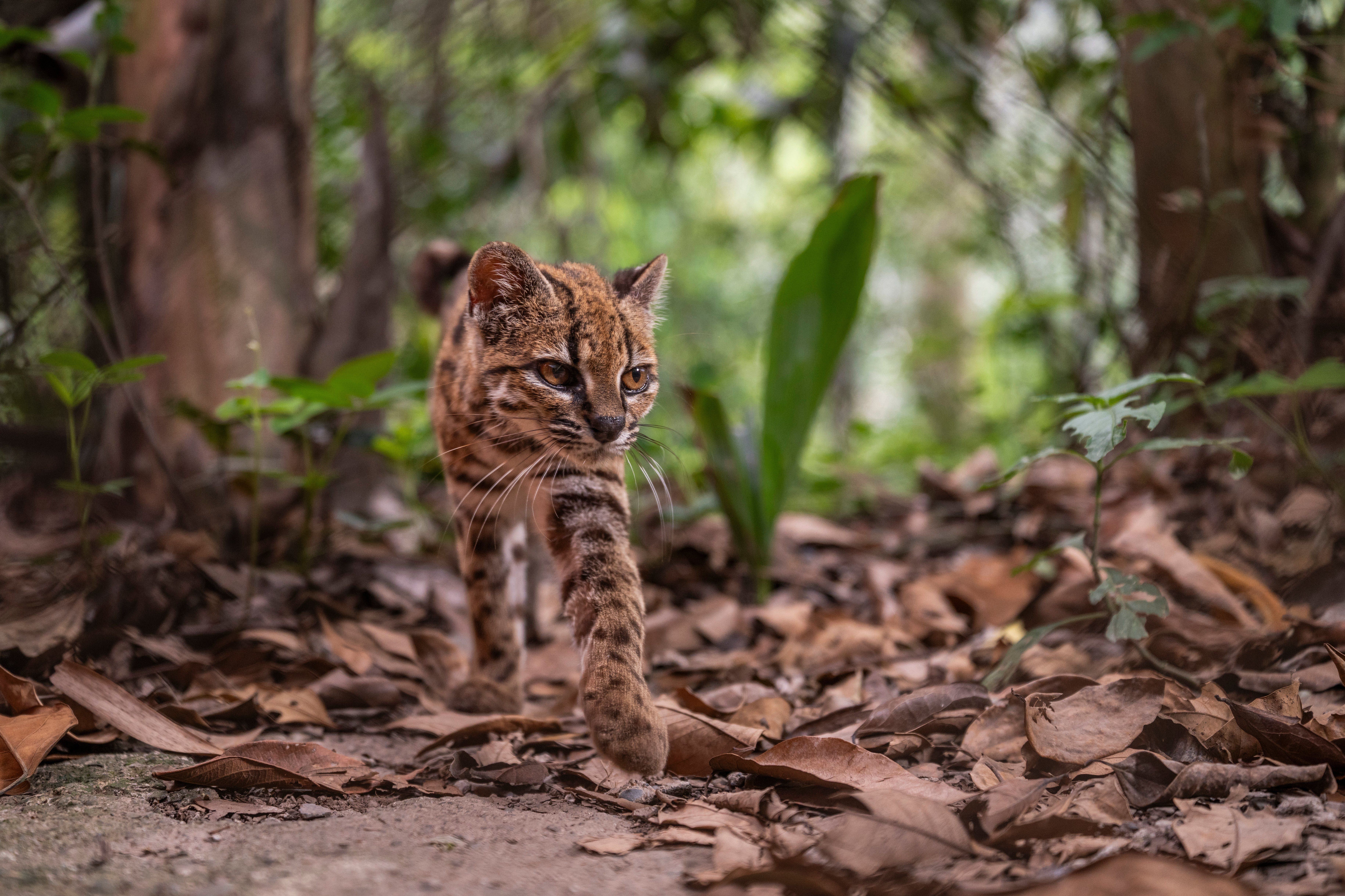 7322x4881 See the first new species of cat discovered in more than a century—it's adorable