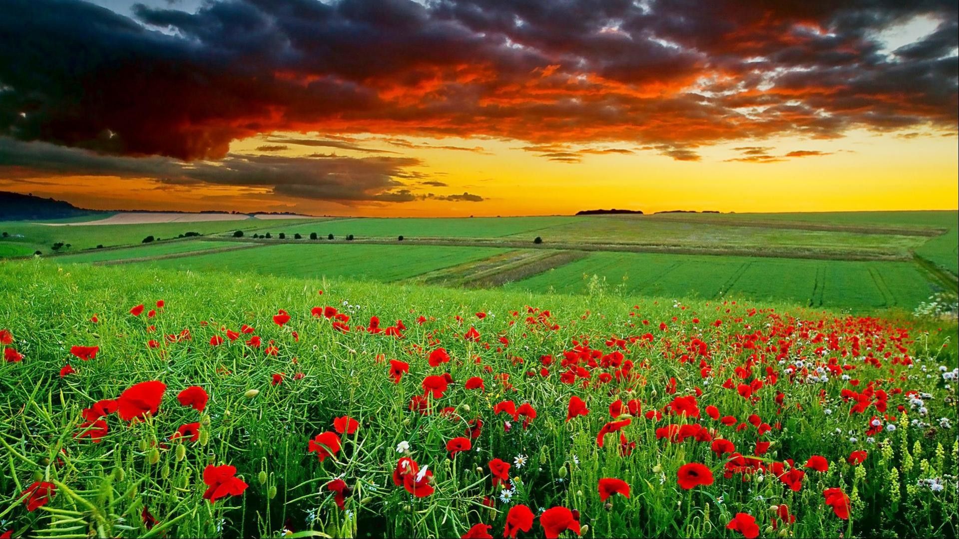 1920x1080 HD Wallpaper