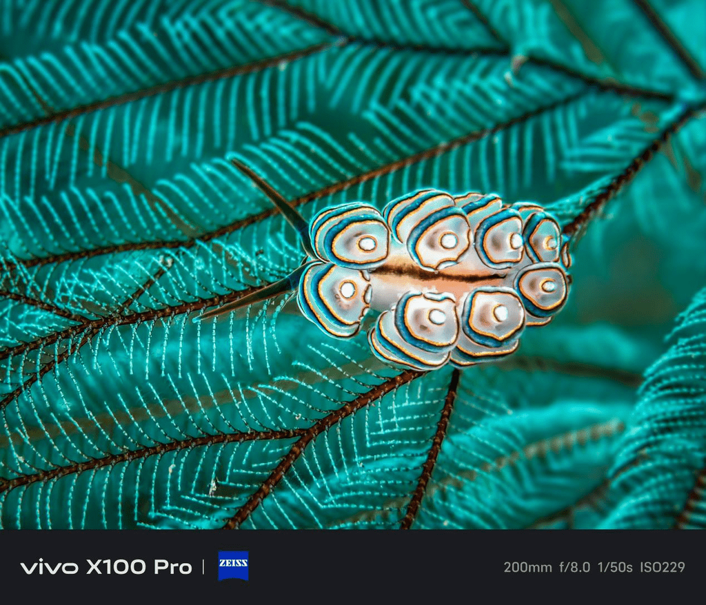 1024x878 Best Backup Phones for Underwater Photography