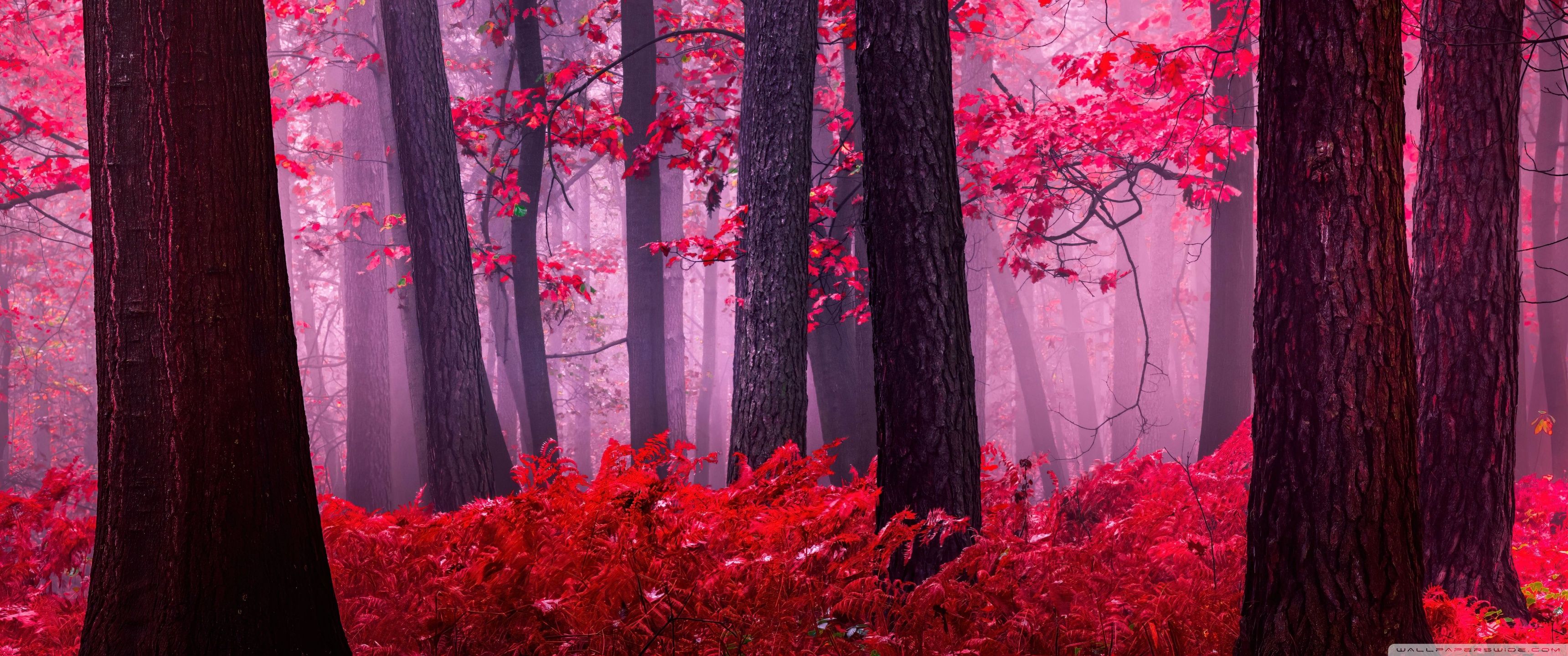 3440x1440 Red Woods 4K UHD Wallpaper for UltraHD Desktop and TV : Widescreen and UltraWide Display : Dual Monitor : Smartphone and Tablet Devices