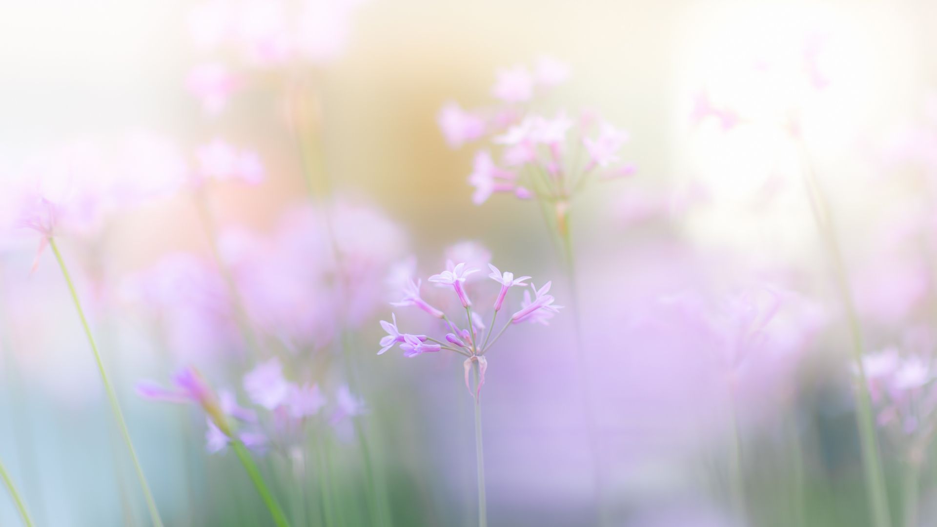 1920x1080 Soft Spring Wallpaper