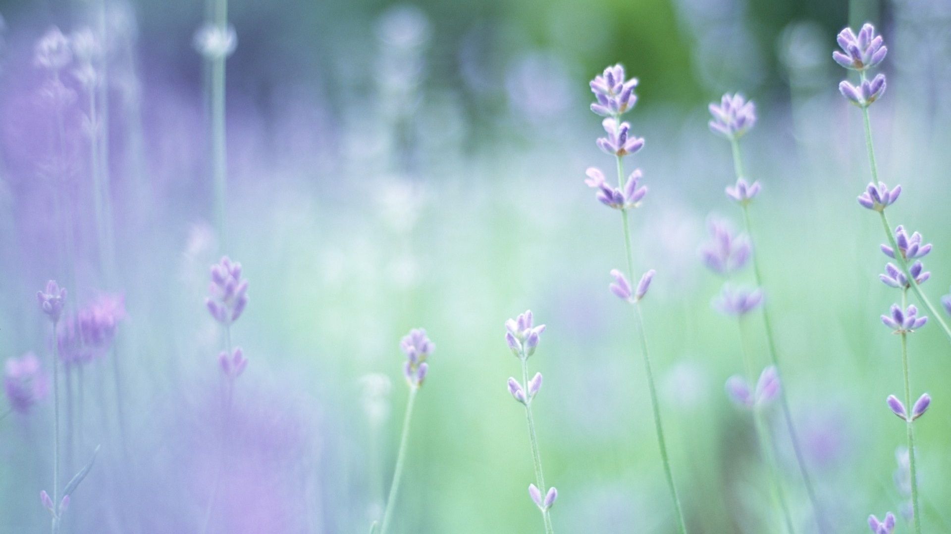 1920x1080 Soft Focus Small Purple Flowers 4K UHD Wallpaper for UltraHD Desktop and TV : Smartphone and Tablet Devices