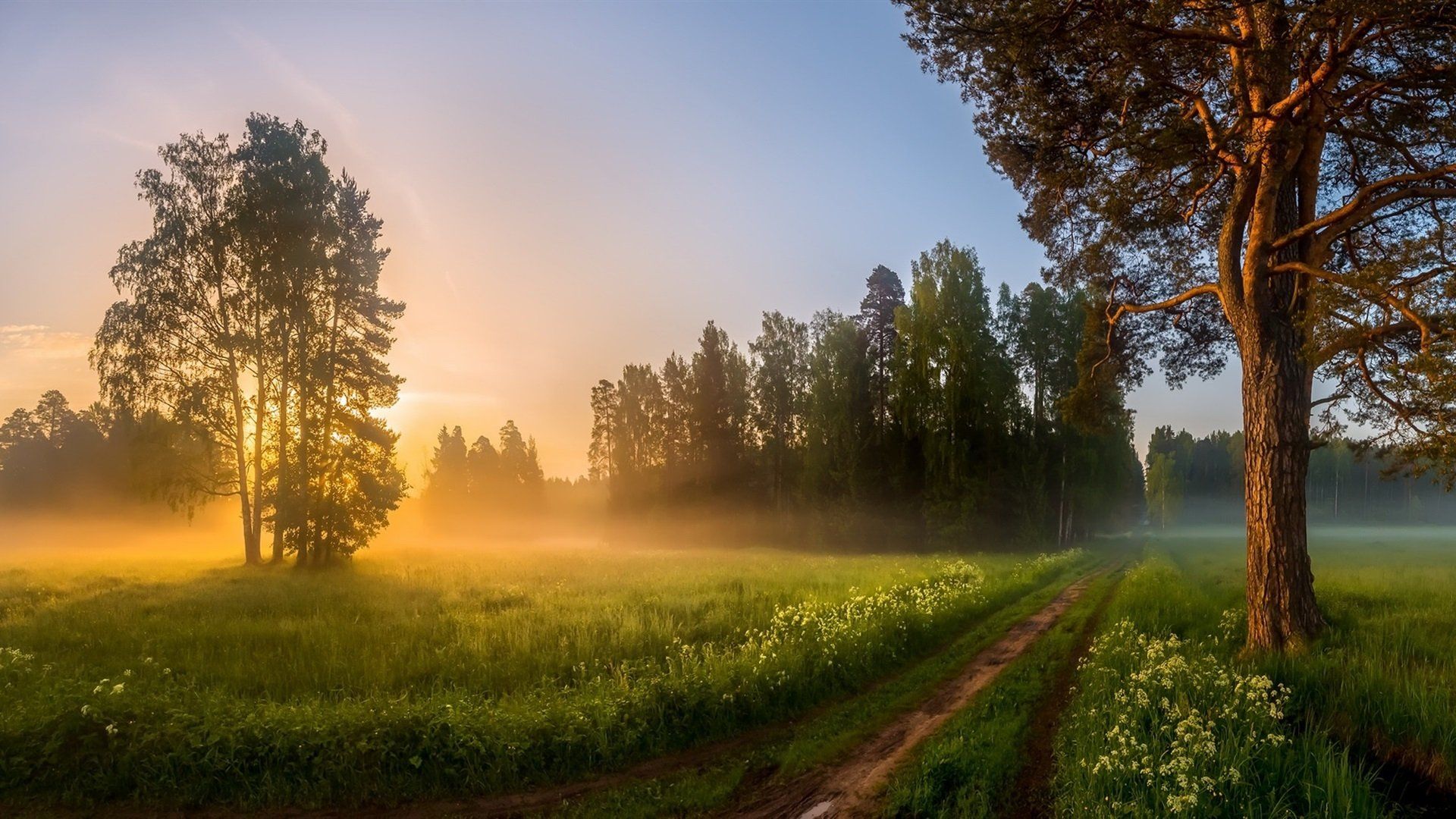 1920x1080 Misty Spring Morning in a Serene Nature Field