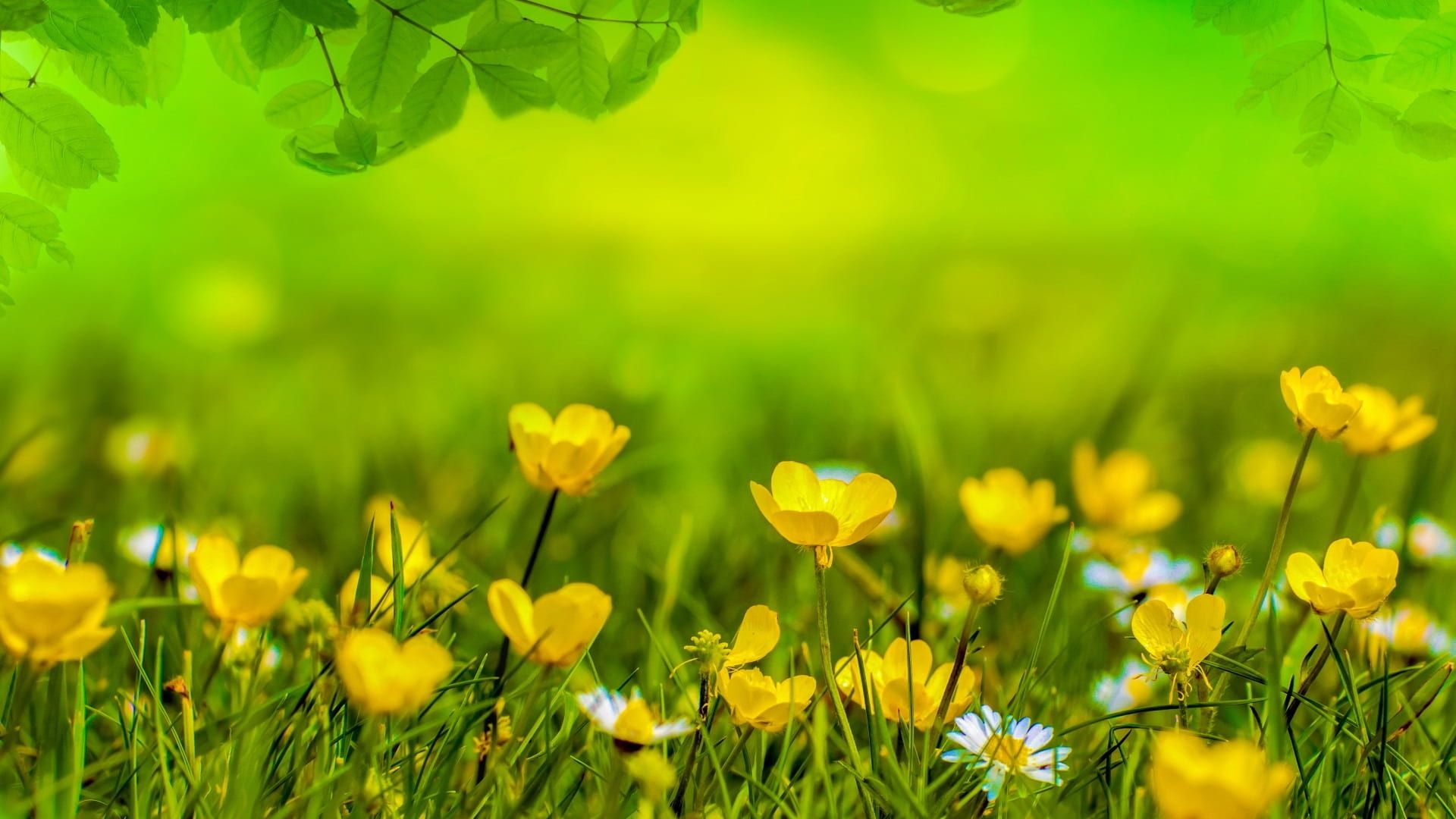 1920x1080 Yellow Flowers Spring Field Meadow Green Background Soft HD Soft Wallpaper