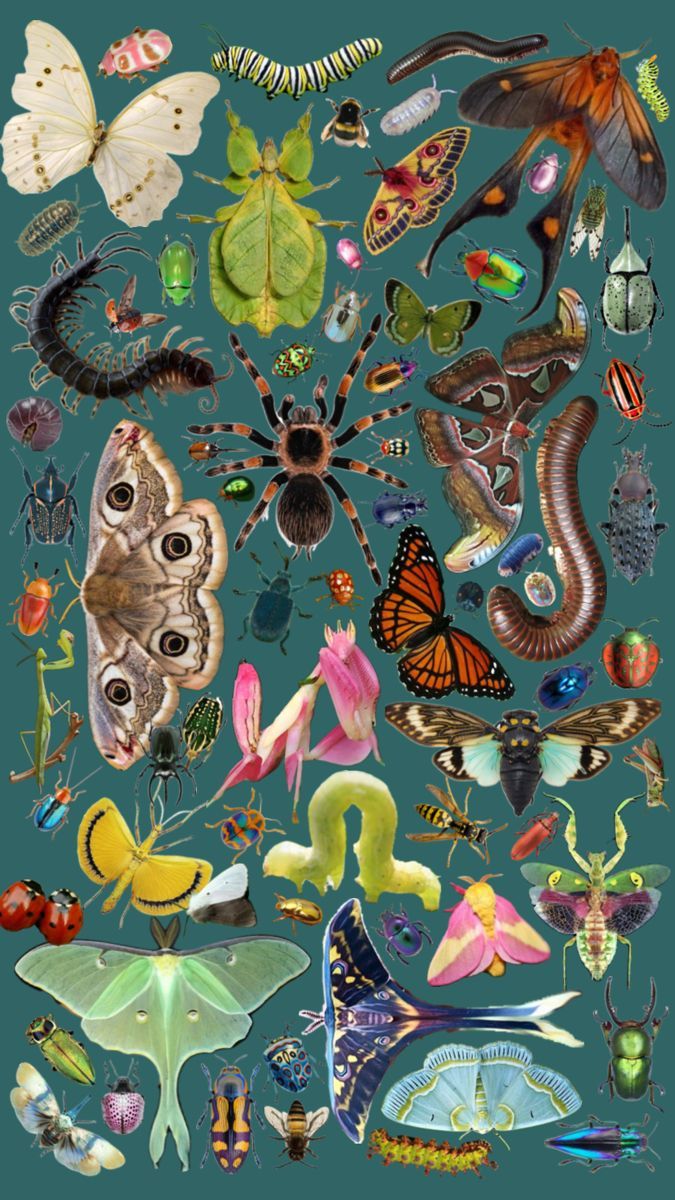 675x1200 Dinosaur wallpaper. Cool bugs, Bug art, Mushrooms aesthetic