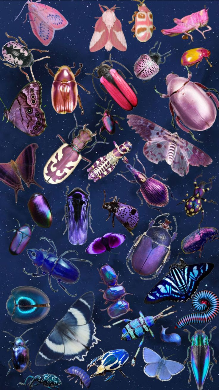 736x1308 Bi bug wallpaper
