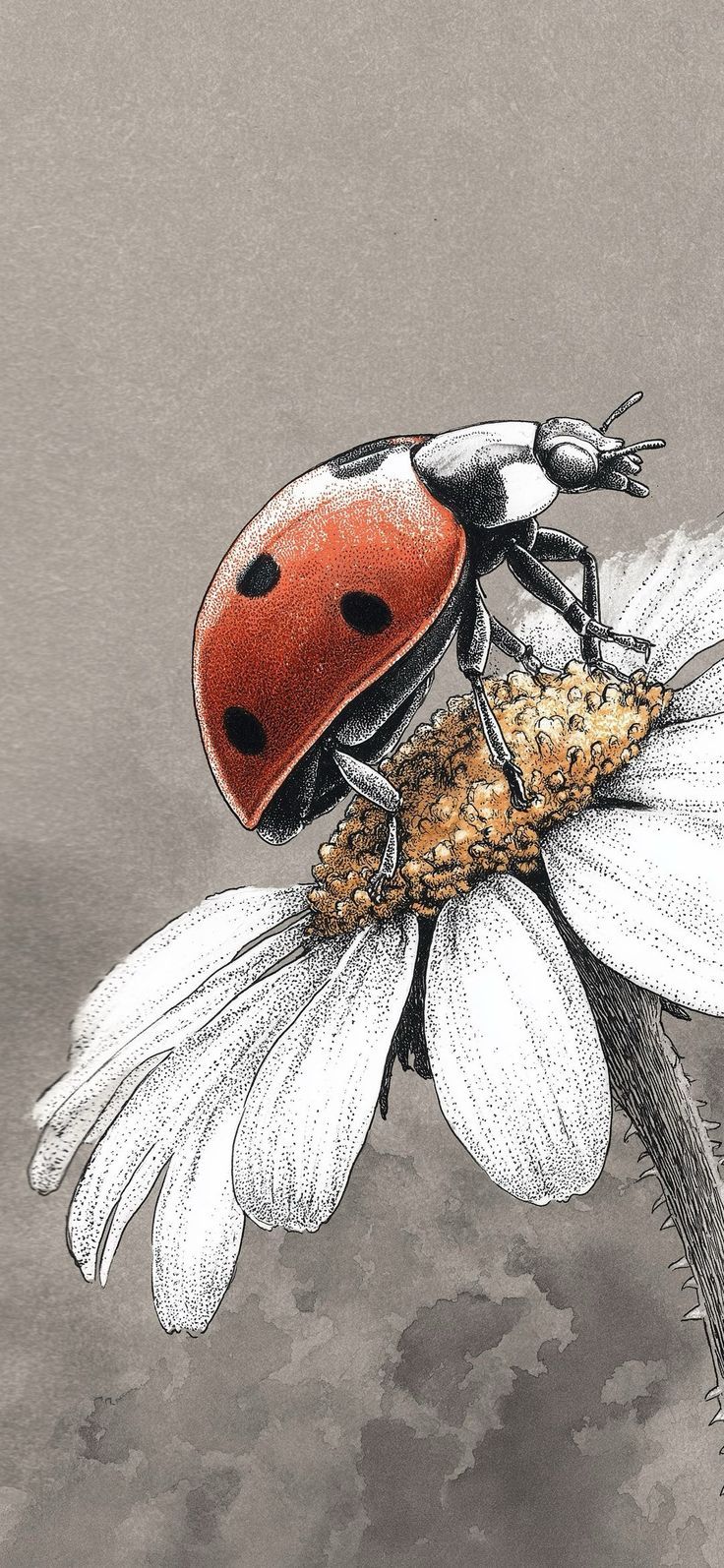 736x1594 Aesthetic bugs wallpaper. Bug drawing reference, Wallpaper drawing insects, Ladybird drawing