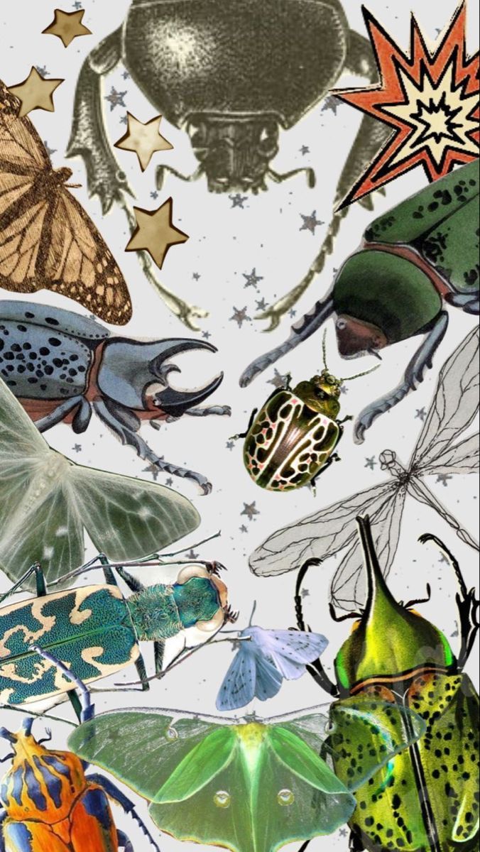 676x1200 Bug Art Wallpaper. Wallpaper beetle, Wallpaper bugs, Cool bugs