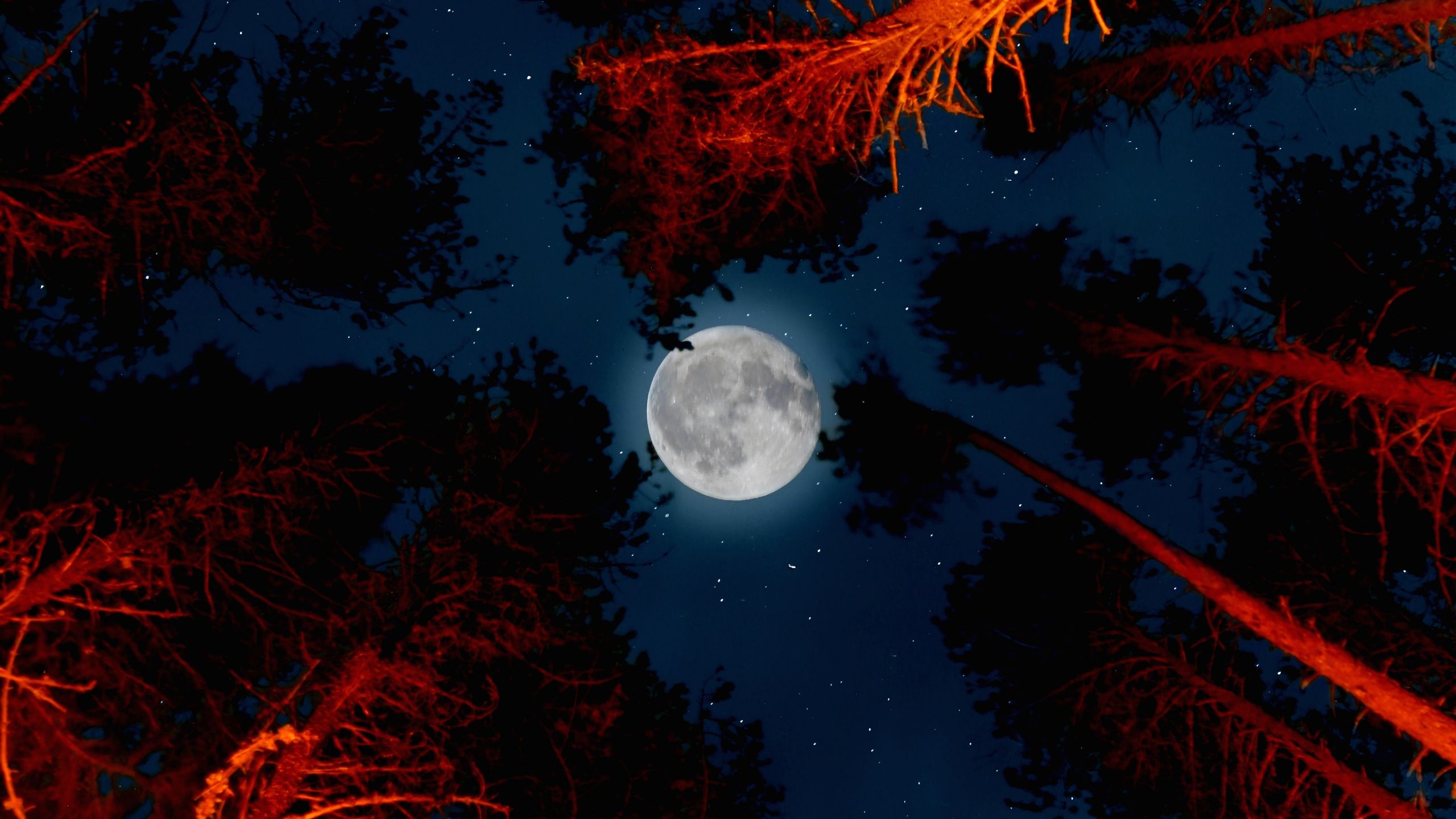 2560x1440 Full moon Wallpaper 4K, Trees, Sky view, Night, Campfire