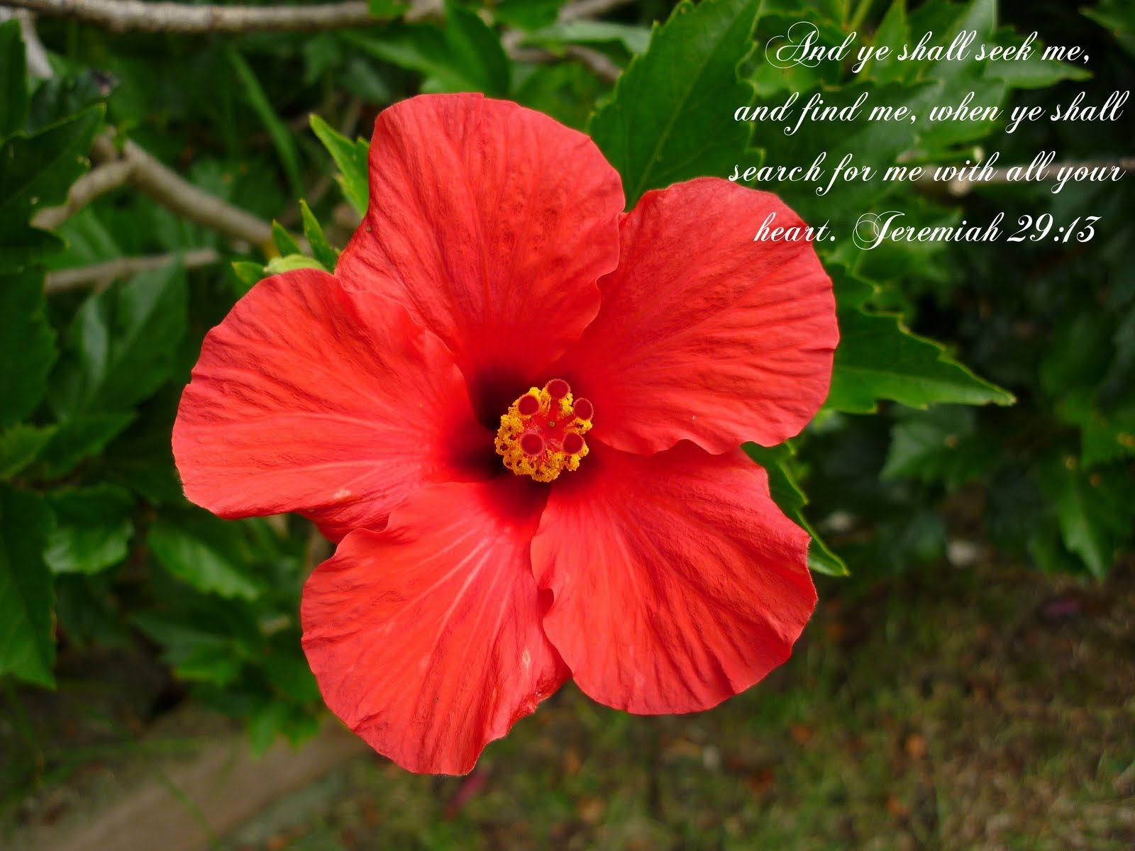 1600x1200 KJV Bible Wallpaper: Jeremiah 29:13