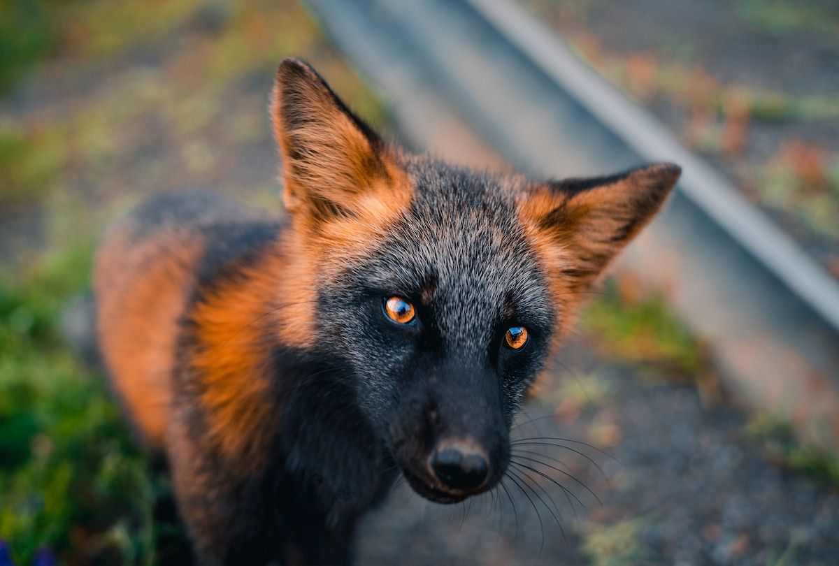 1200x810 Cross Fox Wallpaper