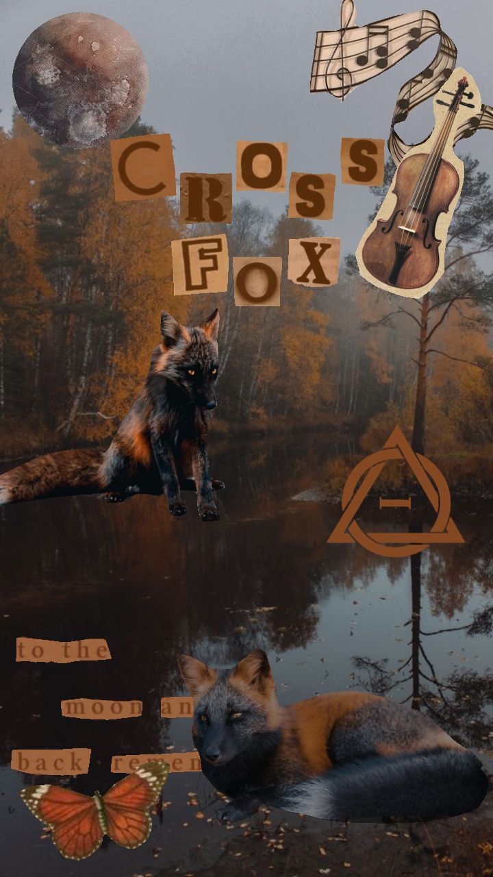 720x1280 Wallpaper with a cross fox!!╺⃝⃤