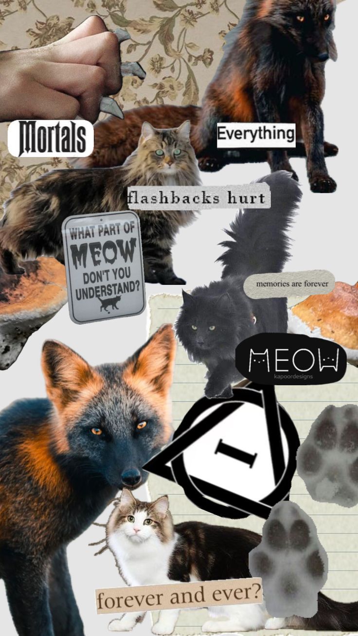 736x1308 Cross Fox and Norwegian Forest Cat Collage. Therian background fox, Therian wallpaper fox ipad, Cute