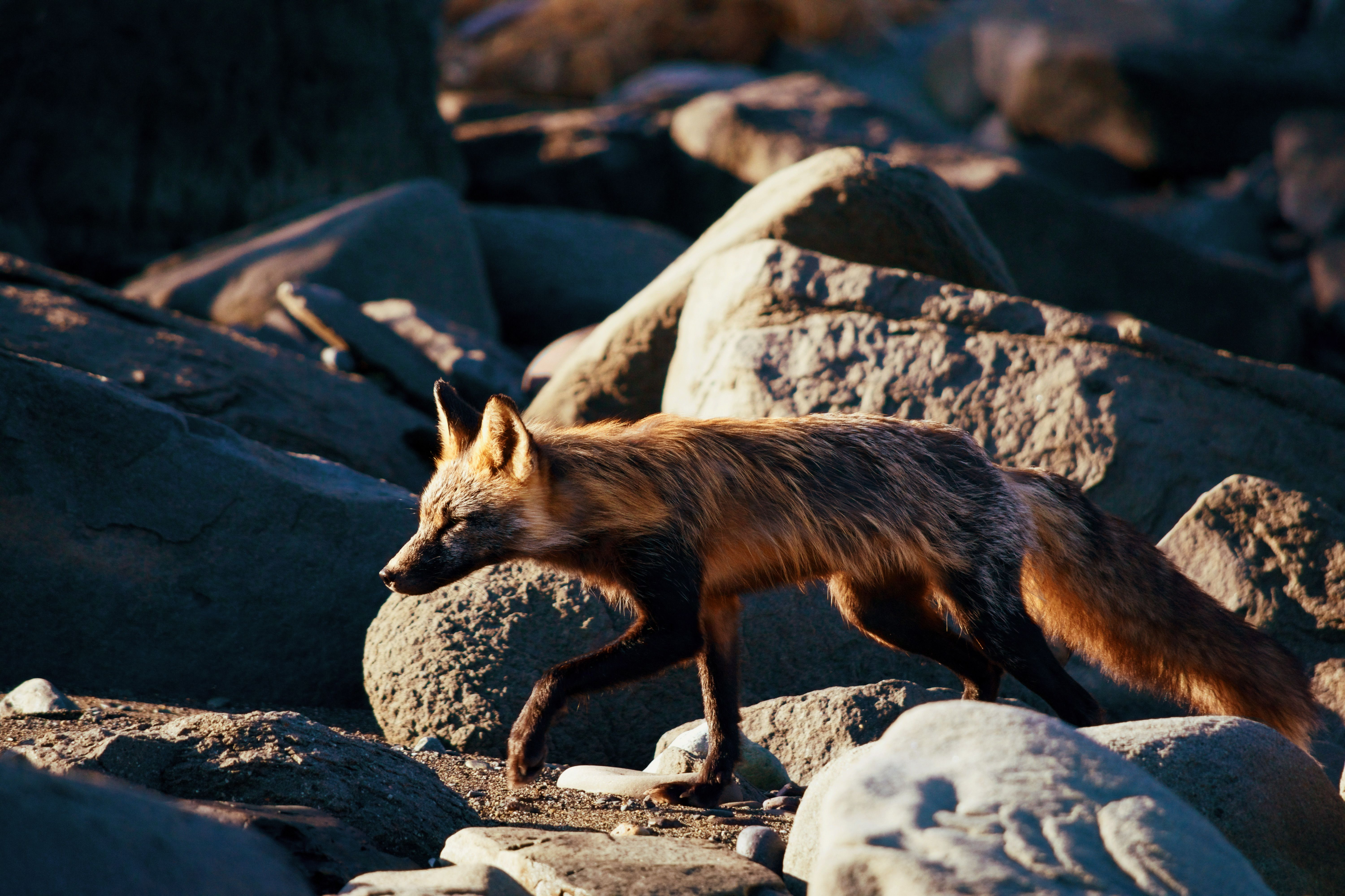 6000x4000 Cross fox at Lake Clark National Park