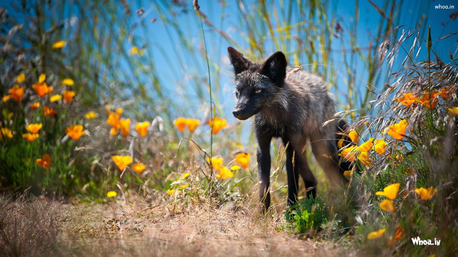 1920x1080 Cross Fox In Grass With Flowers Wallpaper