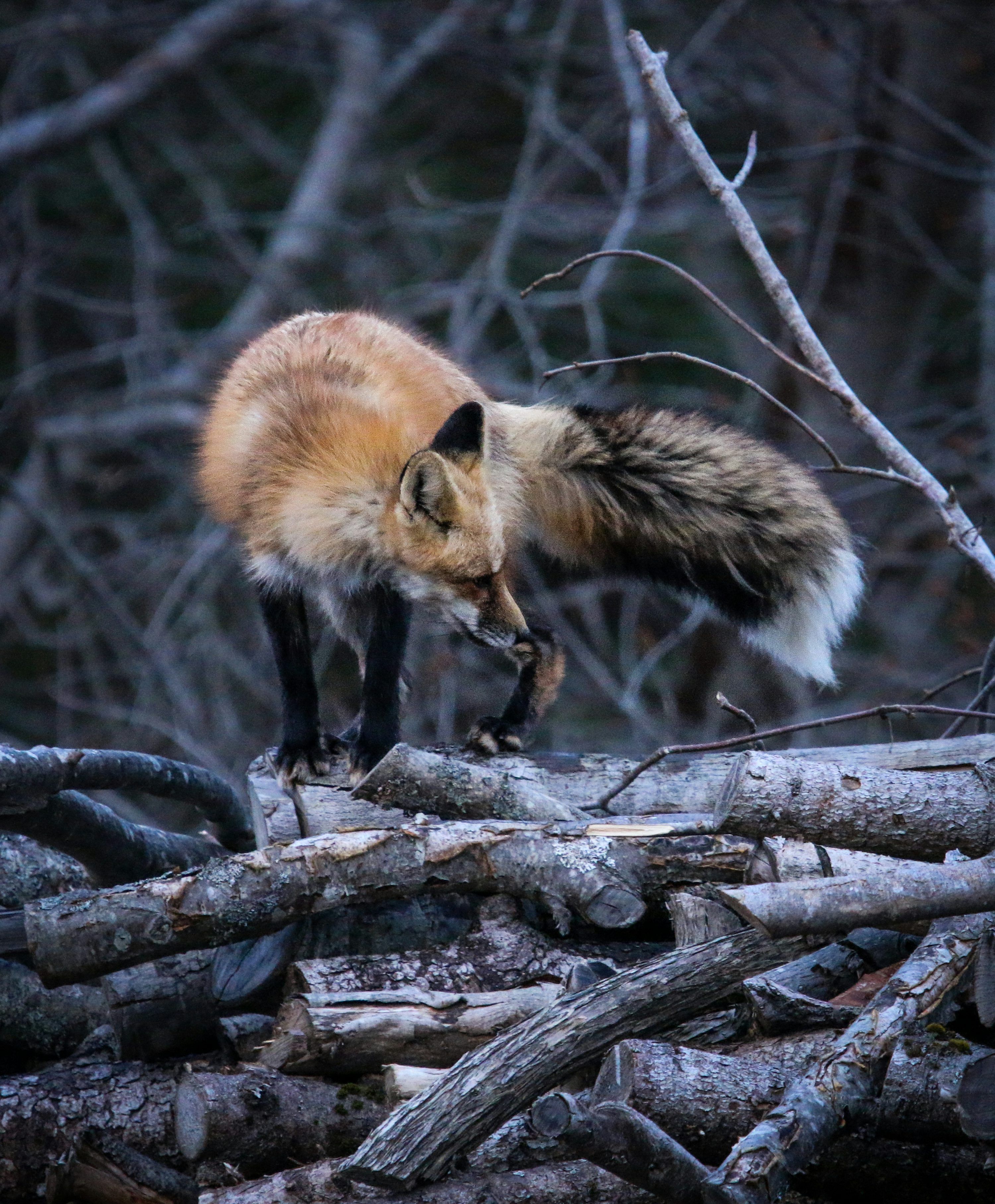 3000x3631 A red fox stands on a pile of logs