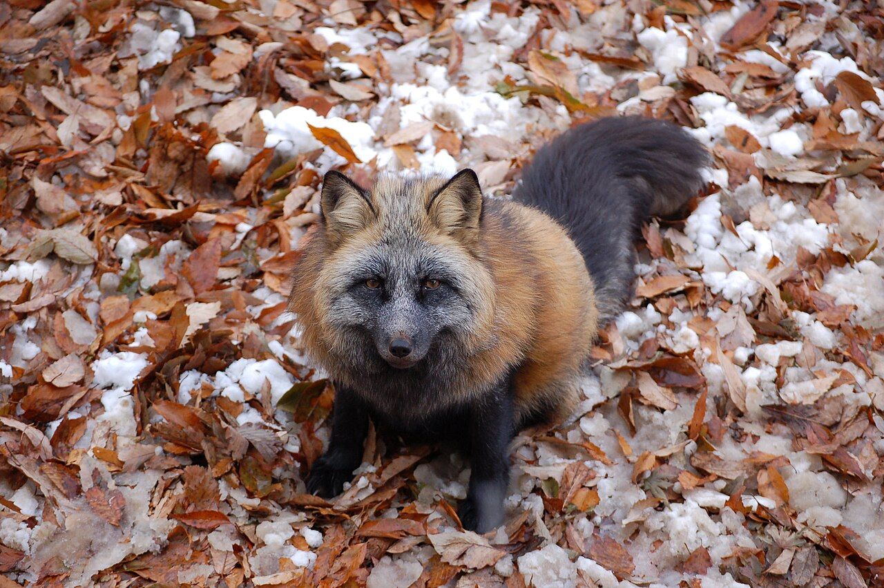 1280x851 cross fox, the free dictionary