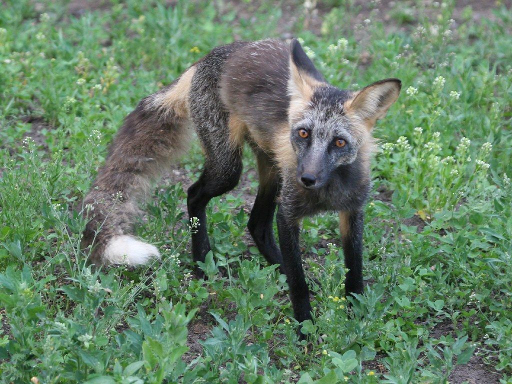 1024x768 Fox. A Strange Looking Fox. Jean Guy Dallaire