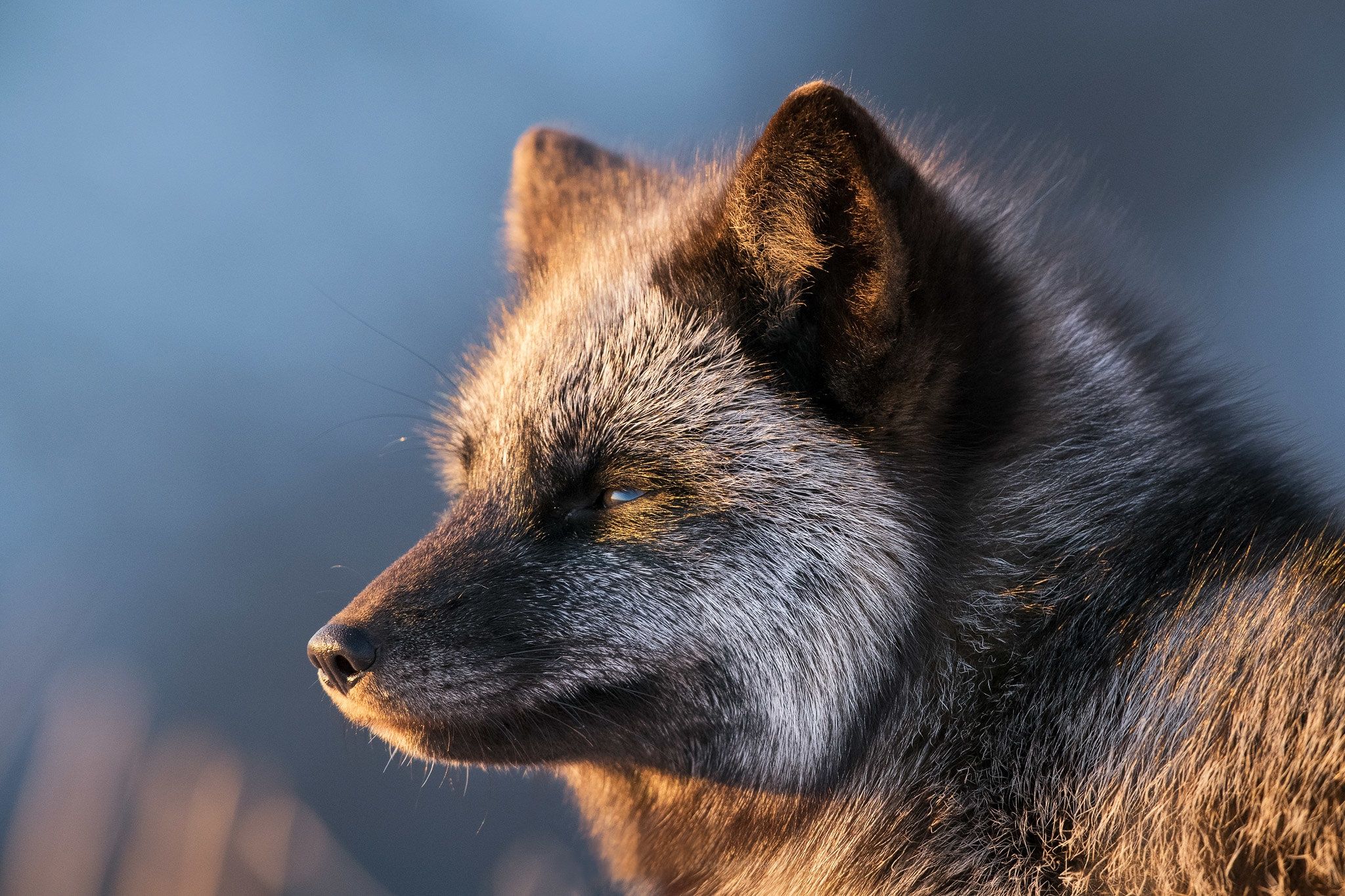 2048x1365 Silver Fox Serenity: HD Animal Wallpaper Excellencex1365
