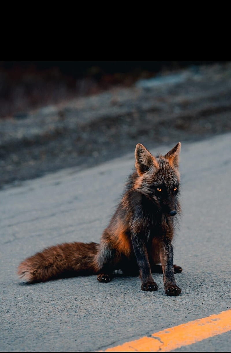 800x1220 Fox, animal, nature, HD phone wallpaper