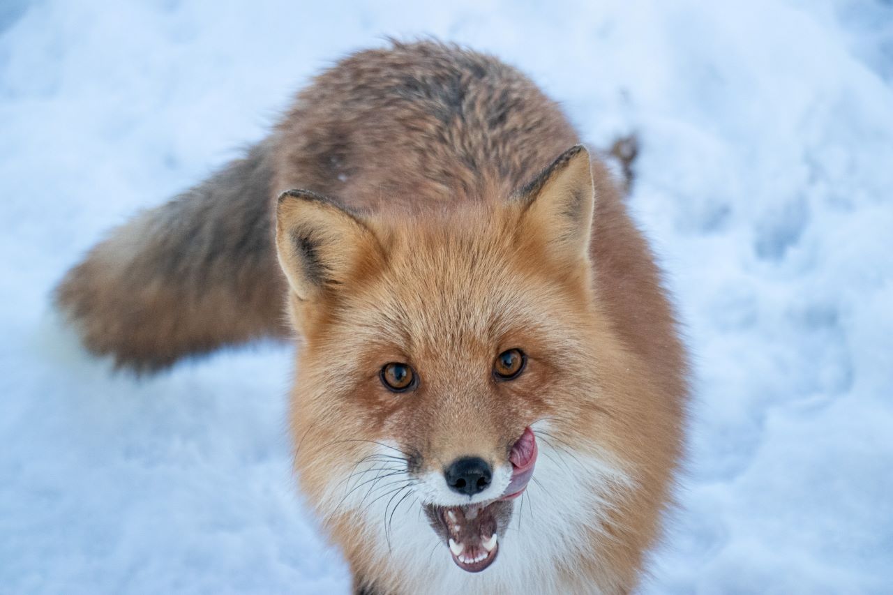 1280x853 Foxes Wildlife Conservation Center