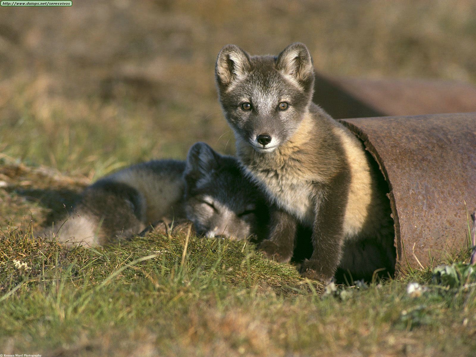 1600x1200 Foxes photo