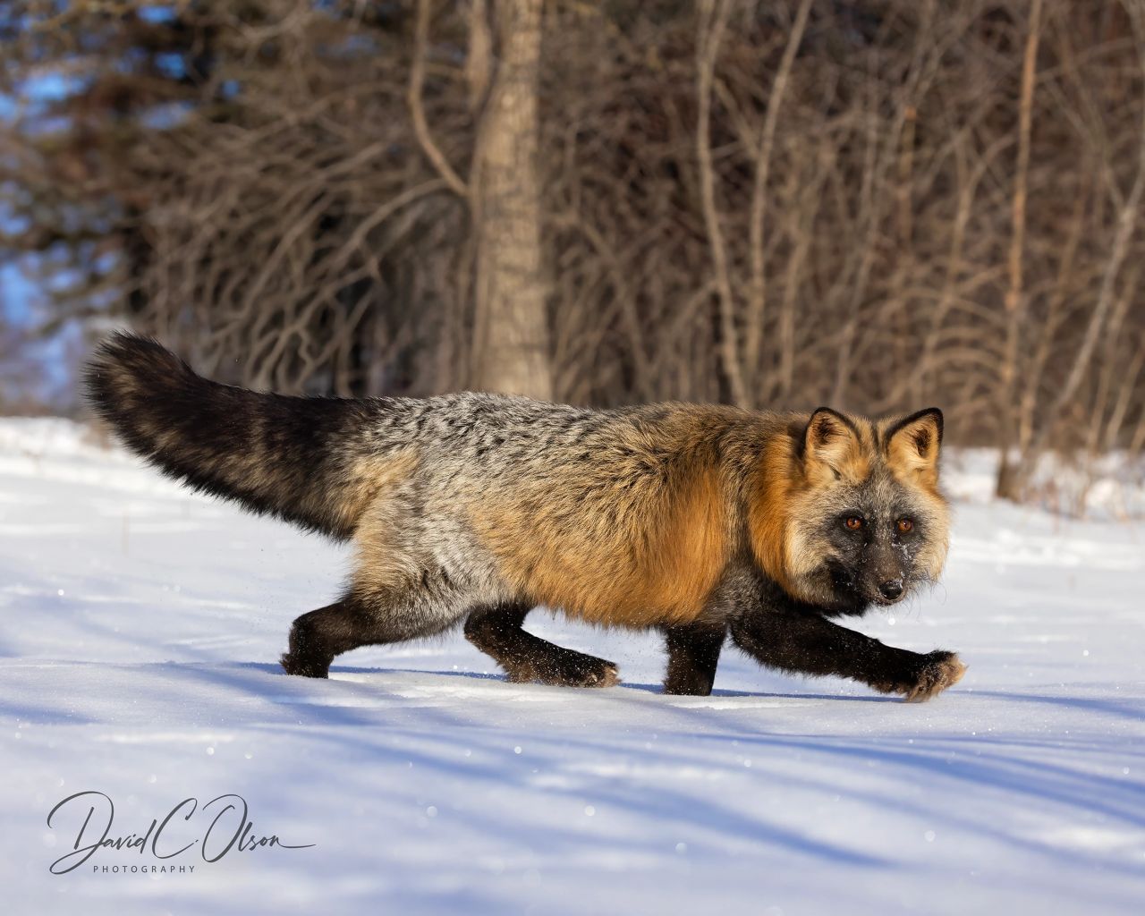 1280x1024 Winter Wildlife Photography Tips and Latest Adventures