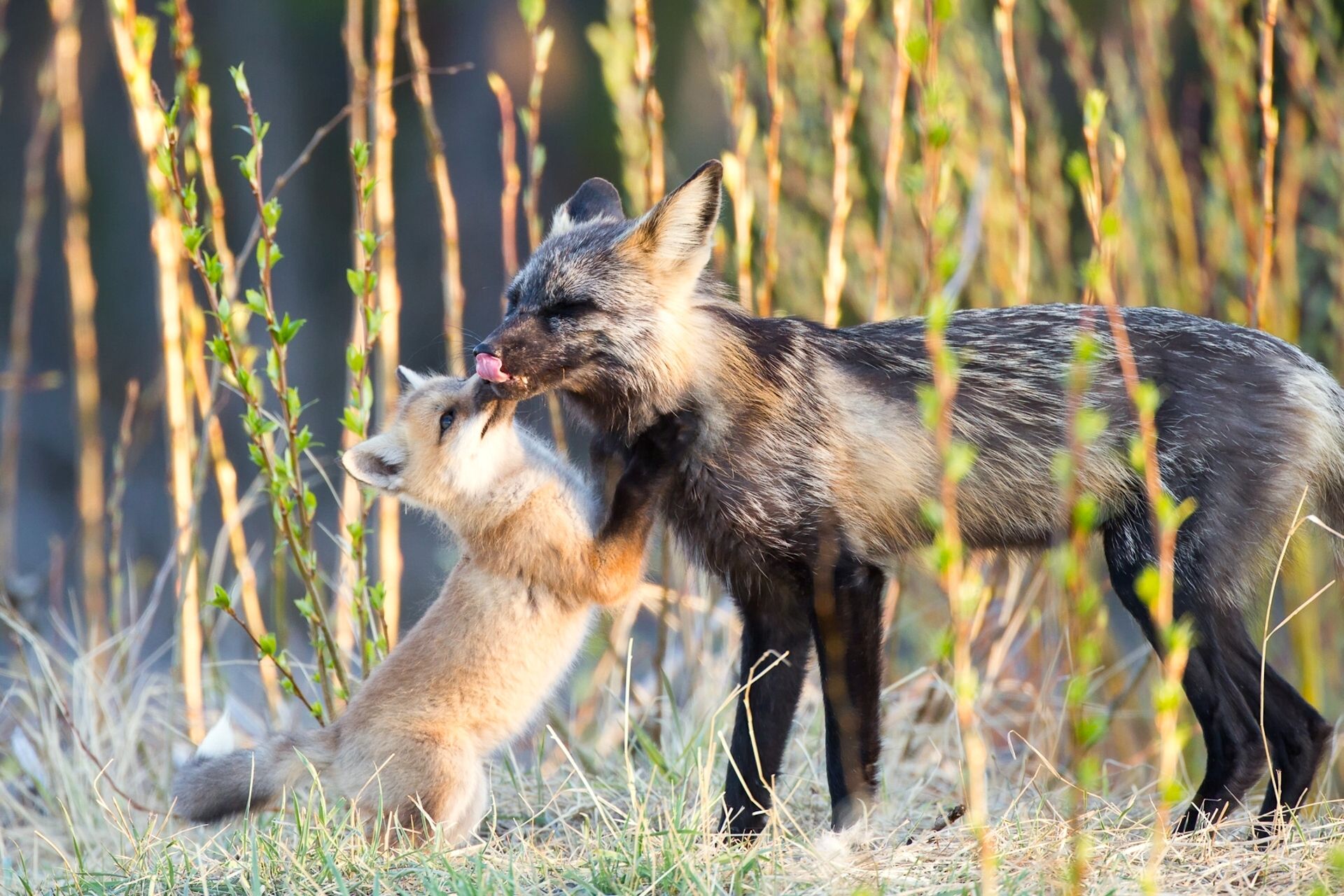 1920x1280 Phone wallpaper: Animal, Fox, Baby Animal 752292