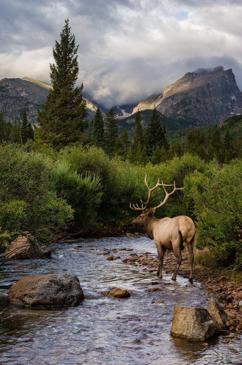 778x1170 WILD ELK ideas. elk, animals wild, deer family
