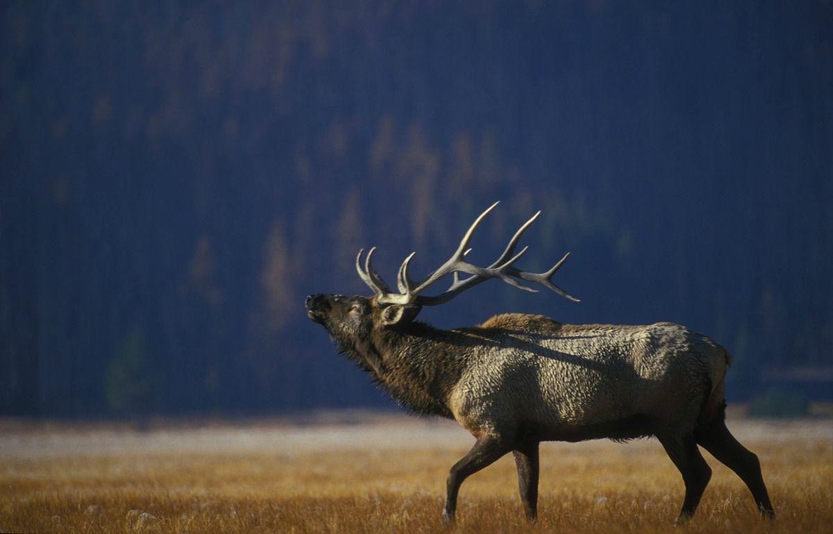 1200x769 Arkansas Elk. Only In Arkansas