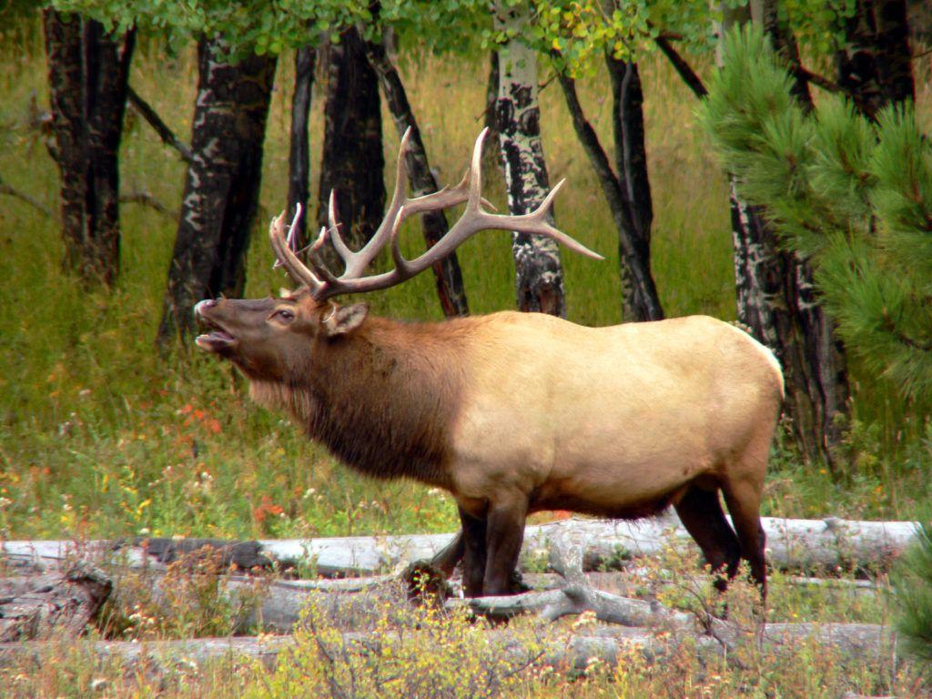 1024x768 Where to See Wildlife in Rocky Mountain National Park