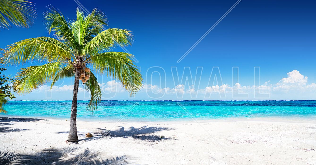 1338x699 Coral Beach with Palm Tree