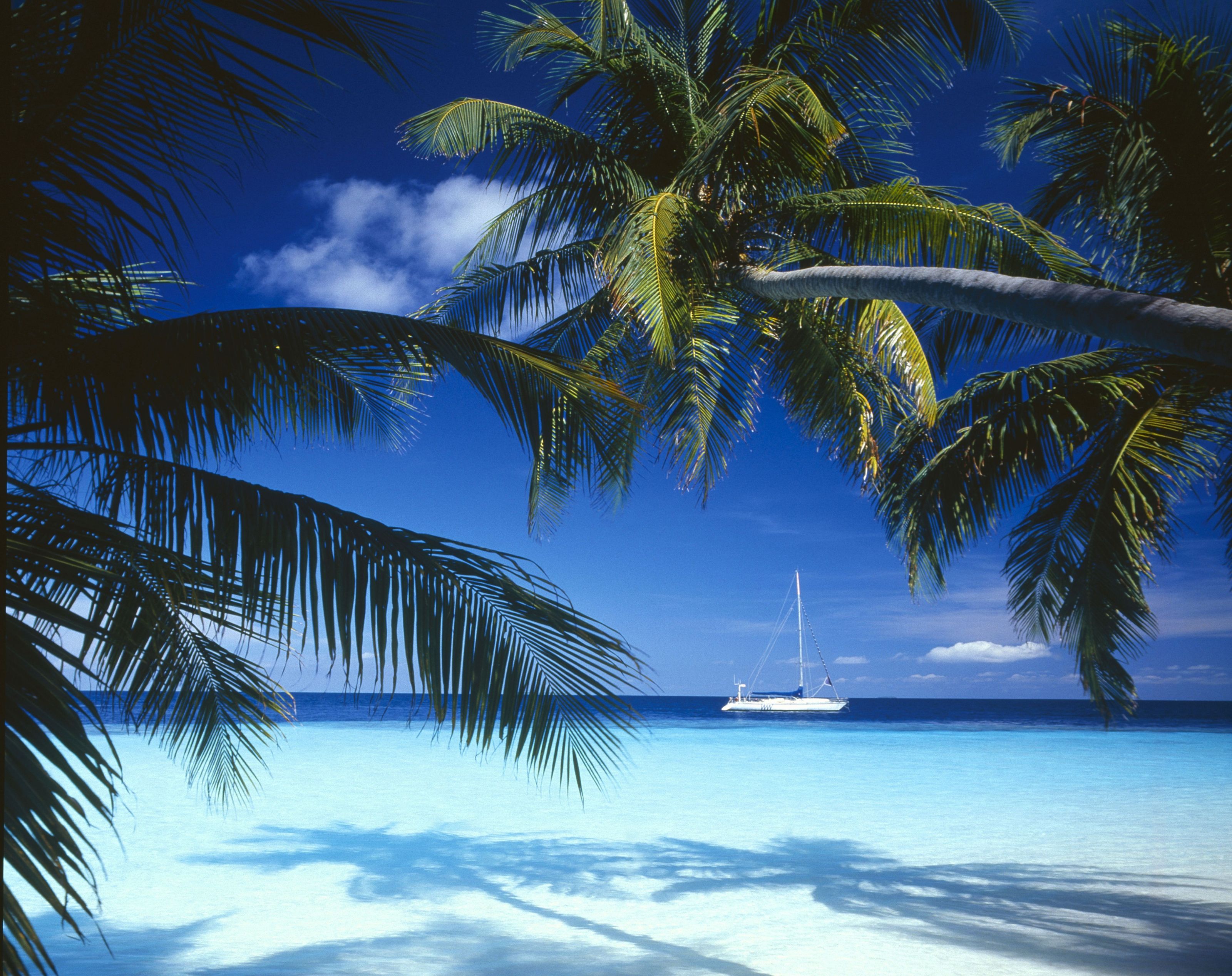 3200x2535 Tropical Ocean With Palm Trees And Sailboat Wall Mural