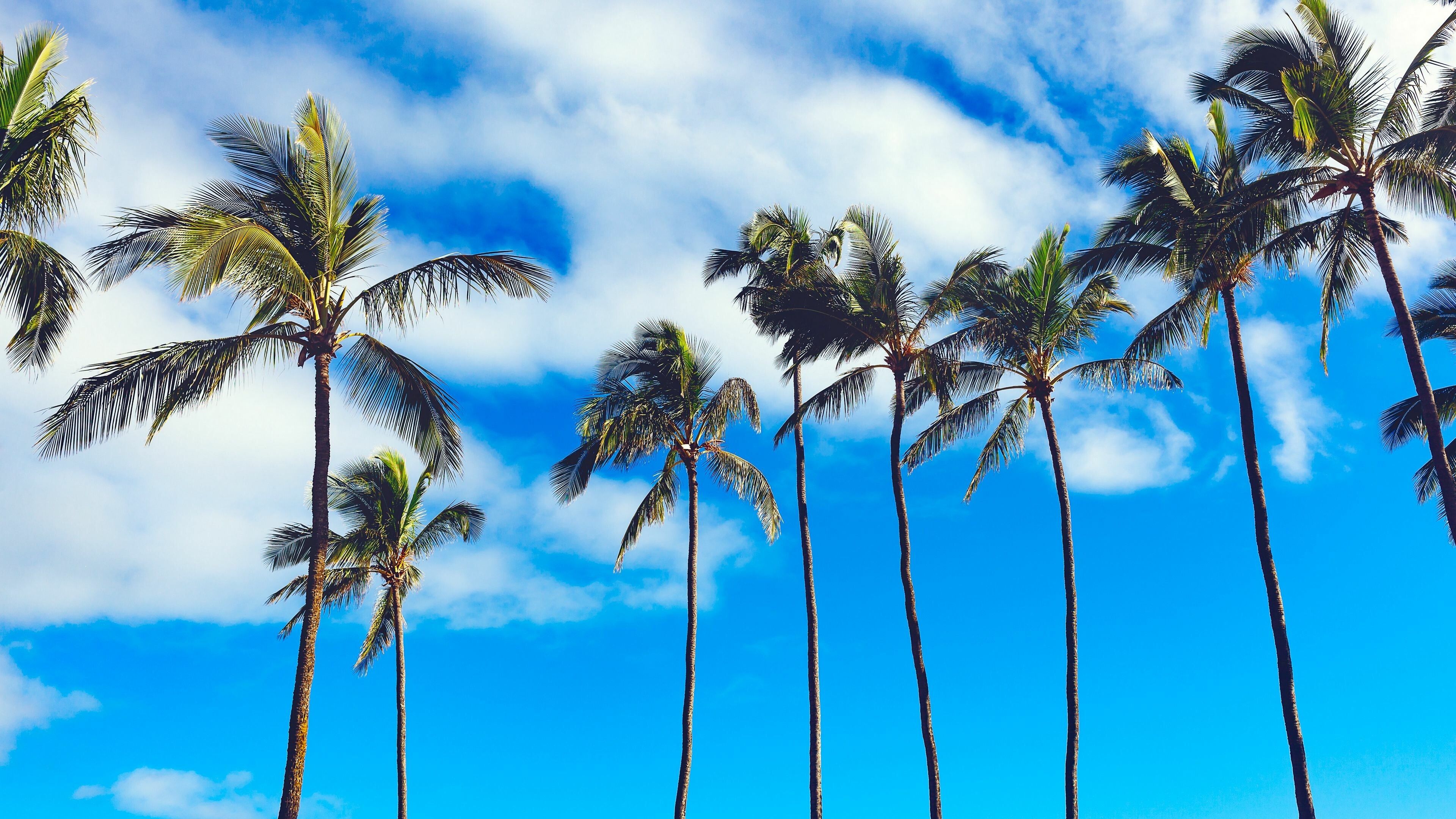 3840x2160 Palm Tree Wallpaper