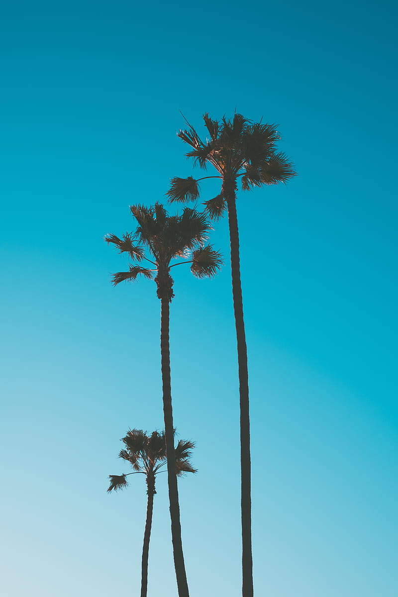 800x1200 Palm trees, sky, tropics, trees, blue, HD phone wallpaper